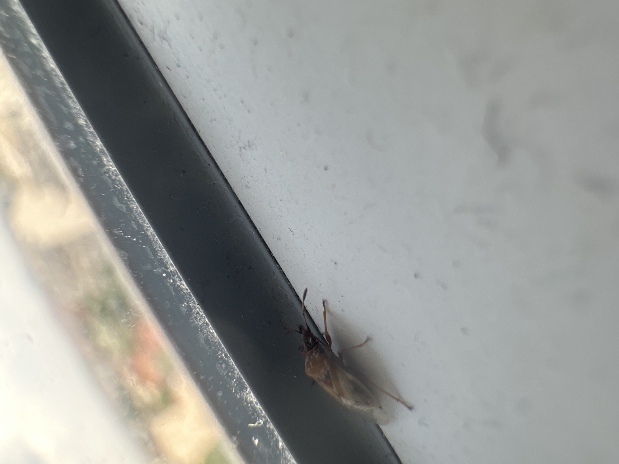 A small, brown insect with delicate wings is perched on a white, textured surface, likely a wall or window frame. The insect is angled towards the viewer, its head and antennae clearly visible. To the left of the insect, a dark, reflective surface runs diagonally across the frame, possibly a window frame or ledge. Beyond this dark surface, a blurred background reveals a hint of the outdoors, with muted colors suggesting foliage or buildings. The lighting appears to be natural, casting a soft glow on the scene. The overall impression is one of a common insect captured in a close-up, everyday setting. There is no visible text in the image. The location context is Belgrade, Serbia.