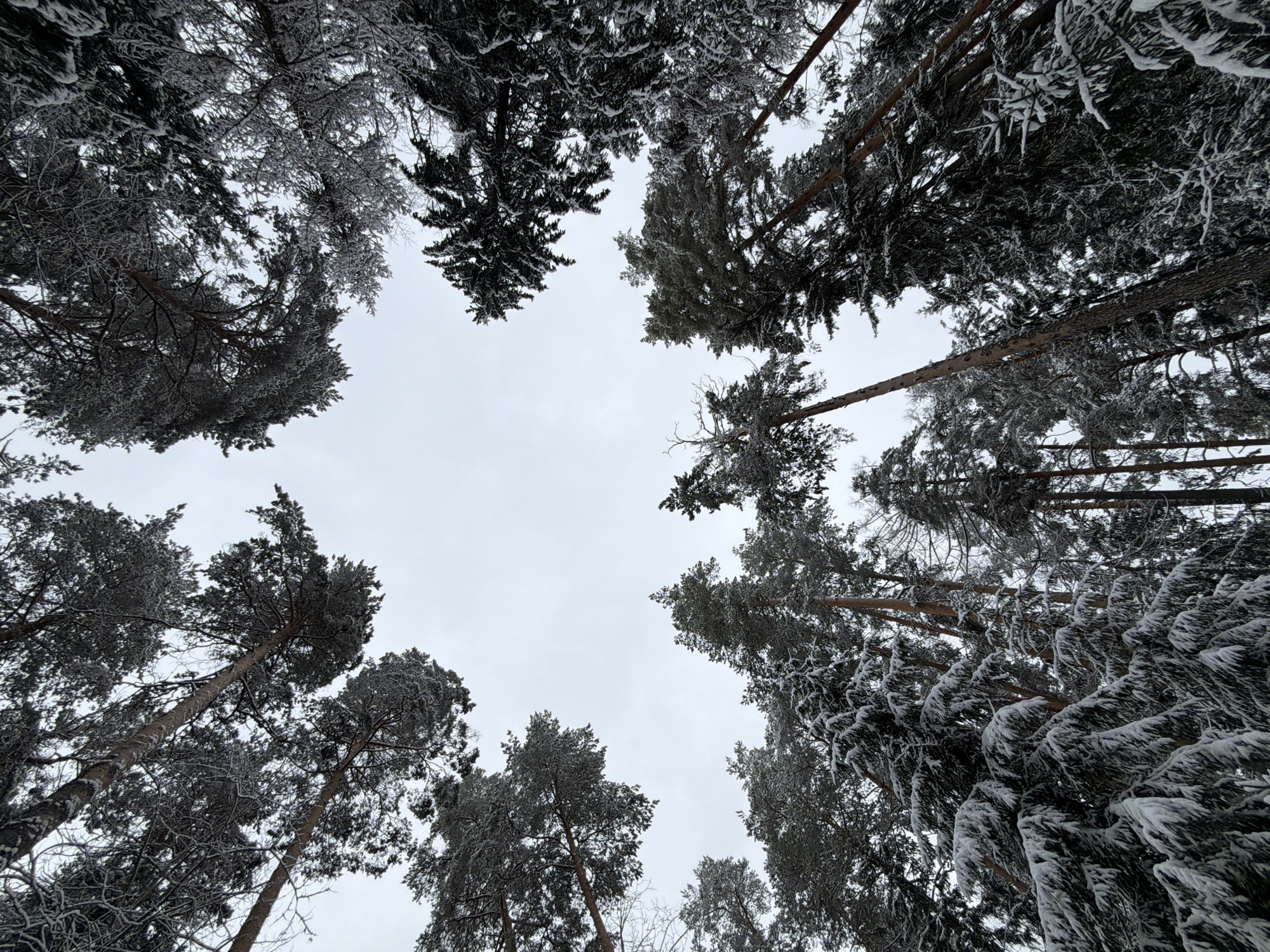 The image is a low-angle shot looking up into a snow-covered forest. The trees are tall and covered in a layer of snow, with the branches reaching towards the overcast sky. The sky is a pale gray, providing a neutral backdrop to the stark contrast of the trees and snow. The composition is such that the trees frame the sky, creating a circular or oval opening. The shot was taken in a forest near the city of Chaikovsky, Russia.
