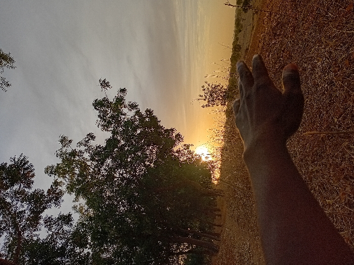 The image depicts an outdoor scene, captured and presented in a portrait orientation but showing a landscape that would be horizontal if rotated 90 degrees counter-clockwise. The overall impression is that of a sunset or sunrise in a natural, possibly rural, environment.
In the immediate foreground, a human arm and hand are prominently featured, reaching towards the right side of the frame (which would be upwards if the image were correctly oriented horizontally). The hand is silhouetted and appears dark against the bright background light, making it difficult to discern specific details of its skin tone, but it suggests a darker complexion due to the lack of direct light. The fingers are slightly spread, and the thumb is visible. The arm extends from the bottom of the frame, tapering slightly towards the hand.
The midground and background reveal a landscape bathed in warm, golden light. On the left side of the frame (bottom if rotated), a cluster of trees with dense, green foliage stands. These trees are also somewhat silhouetted, with the light filtering through their leaves, creating pockets of brightness and shadow. Their trunks are not clearly visible, but their leafy crowns dominate the lower left quadrant.
Towards the center-right of the image (center-top if rotated), a brilliant, intensely warm light source, consistent with the sun, is visible low on the horizon. This light casts a strong orange and yellow hue across the sky and illuminates parts of the landscape. Extending from the horizon and filling much of the right side of the frame (top if rotated) is an expanse of dry, yellowish-brown ground, covered in what appears to be sparse grass, dried vegetation, or possibly crops. This area suggests arid or semi-arid conditions.
The sky occupies the upper left portion of the image (lower part if rotated horizontally) and transitions in color. Near the bright sun, it is a vibrant orange and yellow. Further away and higher up, it fades into a lighter, somewhat overcast grey or pale blue, with subtle, wispy cloud formations visible. There is a faint indication of a distant, undulating horizon line beyond the dry ground.
The time of day is clearly sunset (or possibly sunrise) due to the low position of the sun and the warm, soft, extended light. The atmosphere is serene and somewhat contemplative, with the silhouetted hand reaching towards the powerful light source. No text is visible in the image.