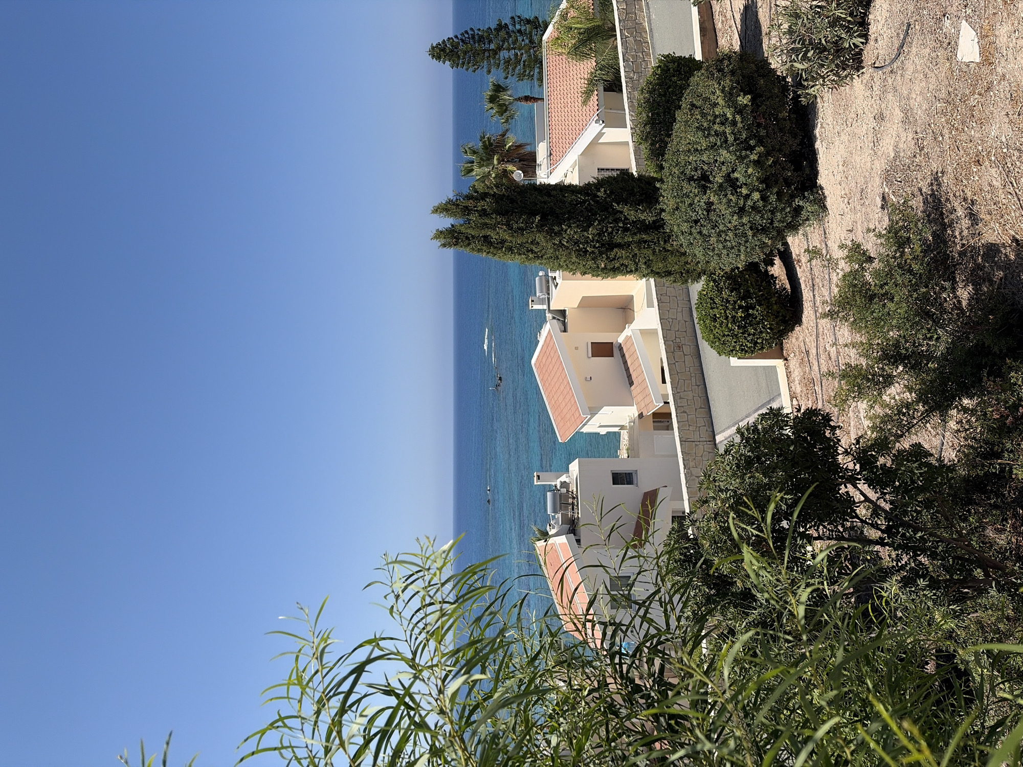 This is a vertical, eye-level, medium shot of a coastal residential area in Peyia, Cyprus, under a clear blue sky. In the foreground, lush green foliage obscures the lower left portion of the scene, with slender leaves reaching upwards. Behind the foliage, several modern, cream-colored houses with terracotta tile roofs are visible. These houses feature multiple stories, balconies, and air conditioning units on their rooftops. A stone wall separates the properties from a paved pathway or road in the middle ground. Beyond the houses, the turquoise waters of the Mediterranean Sea stretch out to the horizon, with a few rocky outcrops visible in the water. A dense evergreen tree stands prominently in the middle ground, with palm trees and a tall conifer to its right, also behind the houses. The ground in the foreground and middle ground is a dry, sandy soil with sparse vegetation and some visible irrigation hoses. The scene is peaceful and suggests a sunny, warm day.