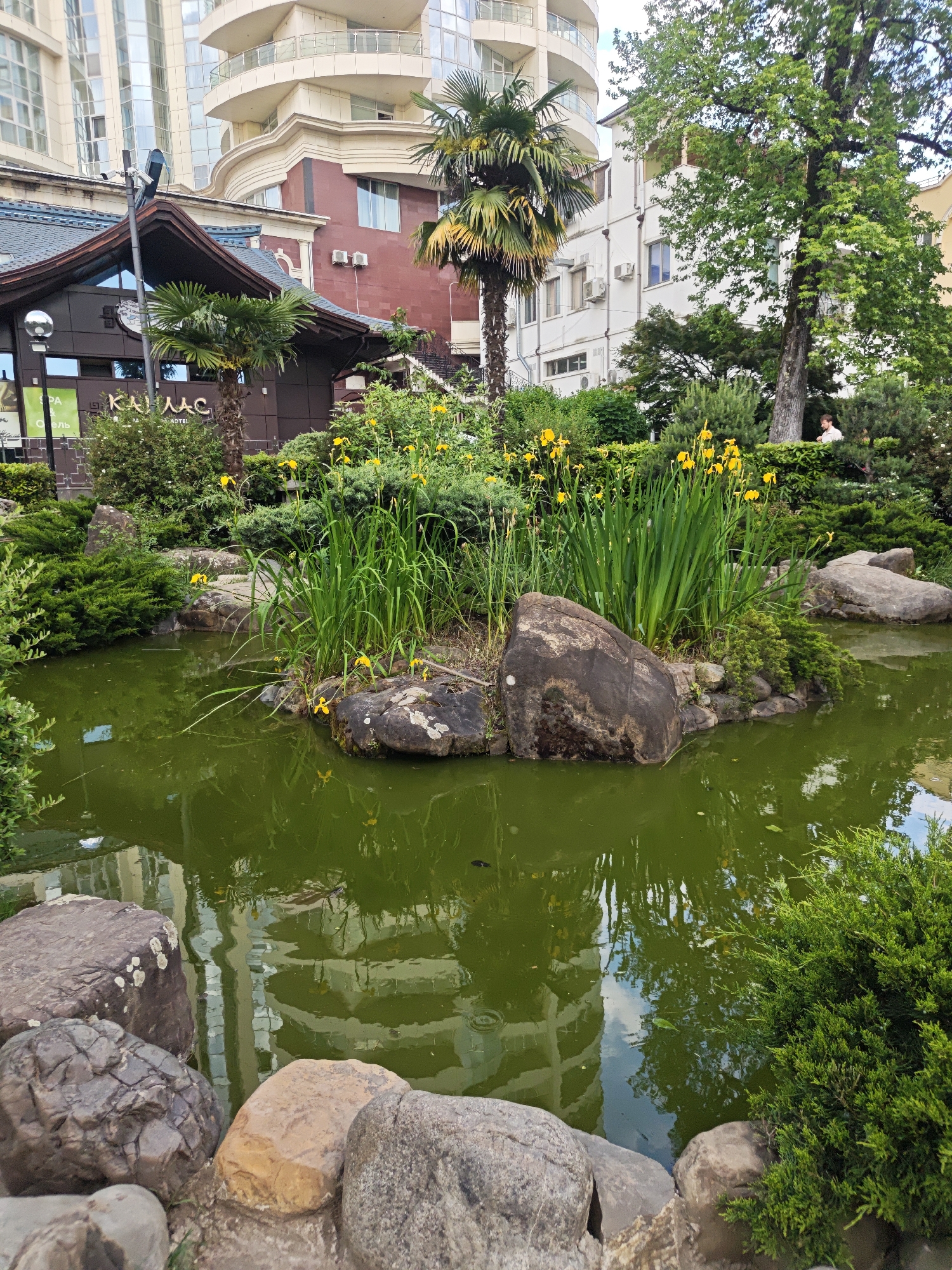The image depicts a pond in Sochi, Russia, with a green hue indicating algae or sediment. Rocks border the pond's edge, and an island-like formation in the center supports green foliage and yellow iris flowers. In the background, a building with a sign reading "KAI LMC HOTEL" is visible. Several palm trees and deciduous trees surround the pond. A person stands in the background by a hedge. Modern architecture, including apartment buildings and a hotel, are visible behind the landscaping.