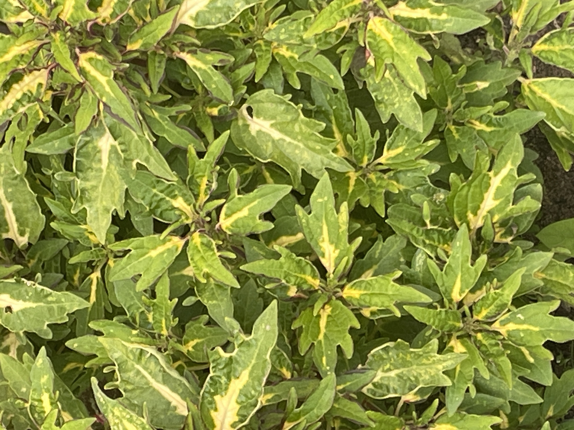 The image is a close-up, overhead view of a dense patch of green and yellow variegated foliage. The leaves are ovate with serrated edges and appear to be a type of ornamental plant, possibly a coleus. The variegation is striking, with irregular streaks and patches of bright yellow against a deep green background. Some leaves also exhibit a reddish-purple hue along the veins or edges, adding to the complexity of the coloration. The leaves are arranged in clusters, creating a textured and layered effect. The overall impression is one of lush, vibrant greenery. There is no discernible background or context that would place the image in Krasnogorsk, Russia, or any specific city. The scene is devoid of people, actions, or interactions.