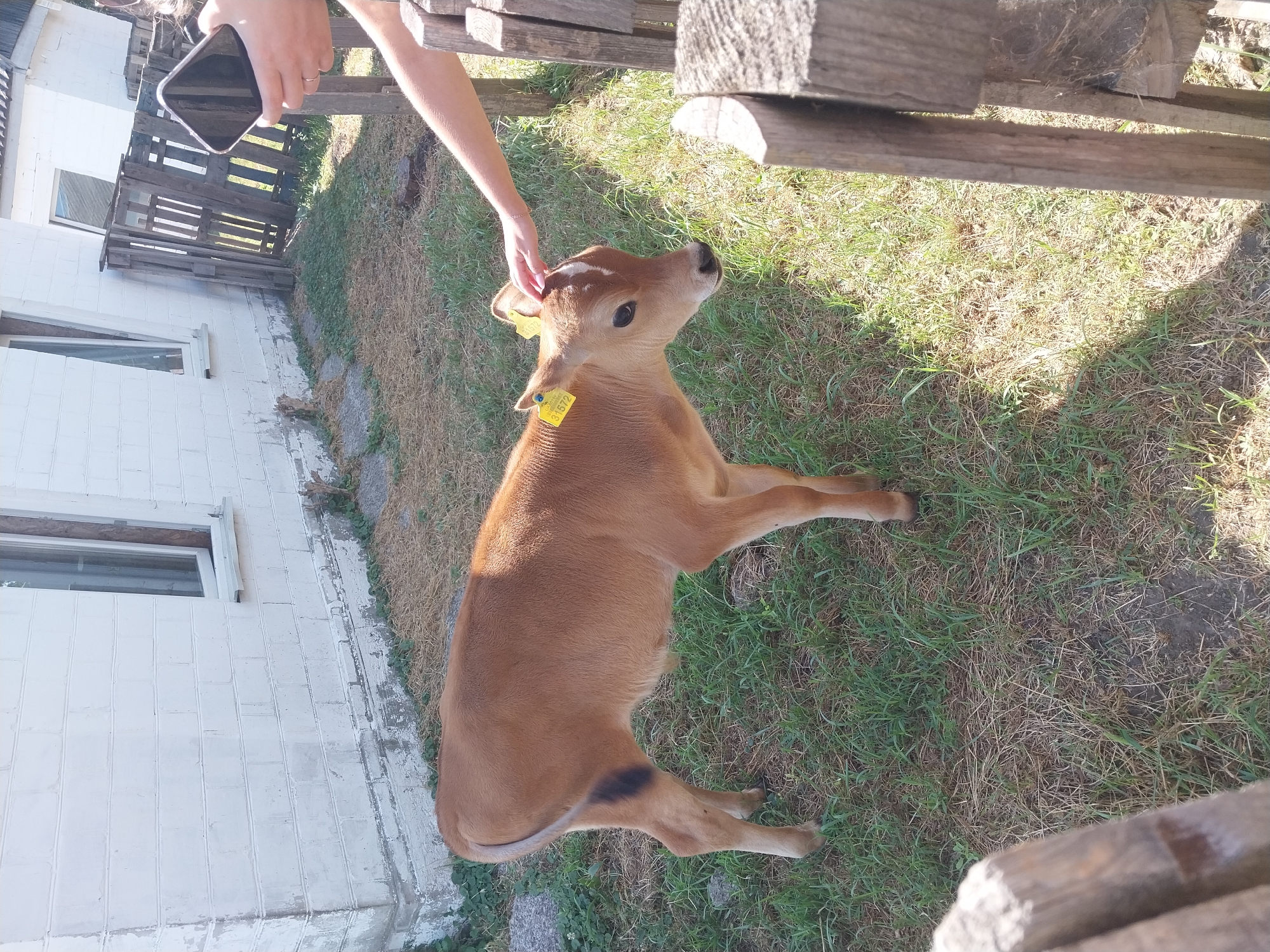 A young, light brown calf stands on a grassy area next to a weathered wooden fence. The calf has a black marking on its left hind leg and a yellow tag on its left ear. A human hand is visible reaching out to gently pet the calf's head. In the background, a white brick building with windows and a pallet fence can be seen. The scene is set outdoors on a sunny day, likely in Turove, Ukraine.