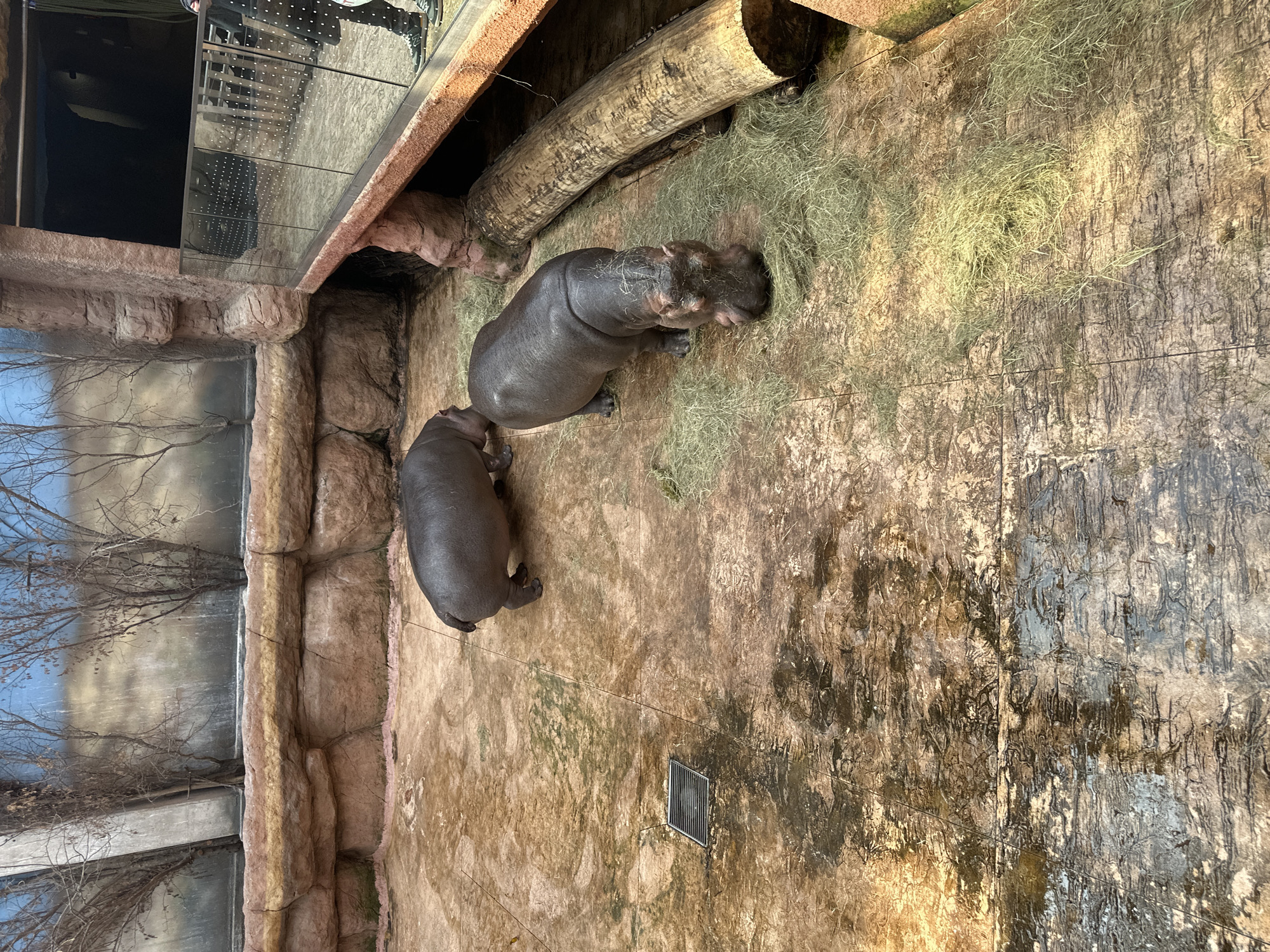 The image depicts two hippopotamuses in an enclosure at the Wrocław Zoo, located in Wrocław, Poland. One hippo is larger and lies near a log and some straw or hay. The second hippo is smaller and positioned near the edge of the enclosure. The enclosure has artificial rock formations and a viewing window with a reflection of people. The floor of the enclosure is tiled and has a drain. The environment appears to be an indoor exhibit with artificial lighting.