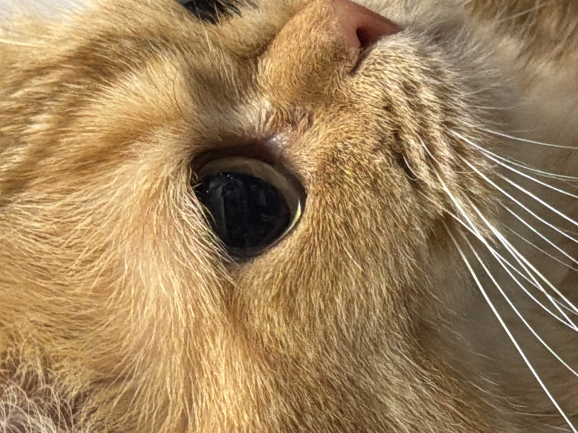 This is a close-up, extreme macro photograph of an orange tabby cat's face. The image focuses on the left side of the cat's face, capturing its eye, whiskers, nose, and fur in intricate detail. The cat's fur is a rich ginger color with darker striped patterns visible, particularly around the eye. The eye itself is a dark, almost black pupil with a slight reflection. The cat's nose is a soft pink. The whiskers are long, thin, and white, fanning out from the muzzle. The background is entirely filled with the cat's fur, creating a shallow depth of field that blurs any potential surroundings. There is no discernible location in the city of Đà Nẵng, Vietnam, or any human presence evident in this image.