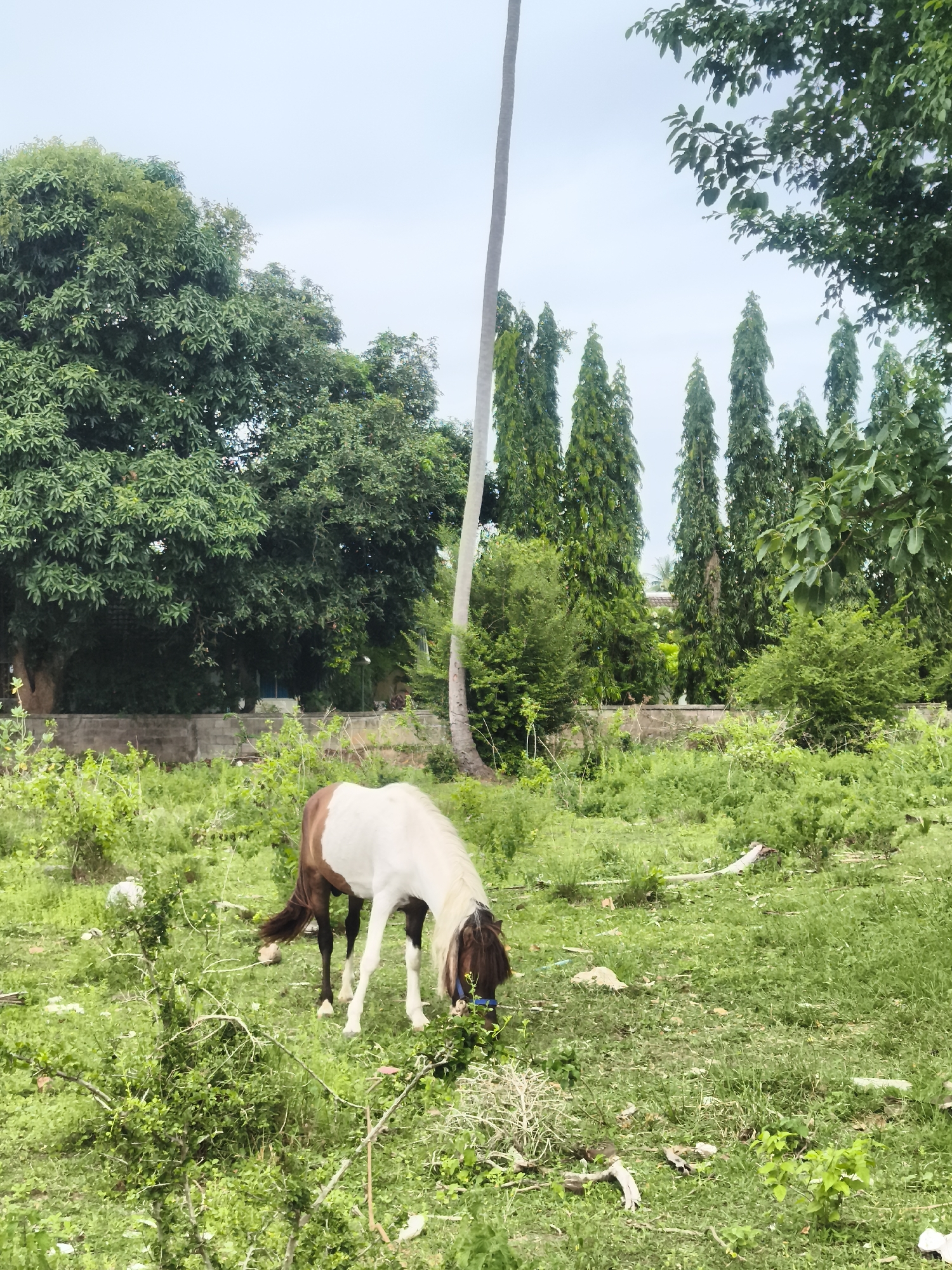 A brown and white horse grazes in a lush green field on a cloudy day. The horse is positioned in the lower half of the frame, facing right with its head lowered to eat grass. It has a white body with brown markings on its head, neck, and hindquarters. The horse is wearing a blue halter.
The background is filled with abundant greenery, including various trees and bushes. In the middle ground, a low stone wall runs horizontally across the image. Behind the wall, taller, slender trees stand in a row, creating a natural barrier. A very tall, thin tree trunk is visible on the left side of the frame, reaching towards the sky. The sky is overcast, suggesting a cloudy or perhaps impending rainy day. The overall scene depicts a peaceful, natural environment, likely a rural or semi-rural setting. There is no visible text in the image.