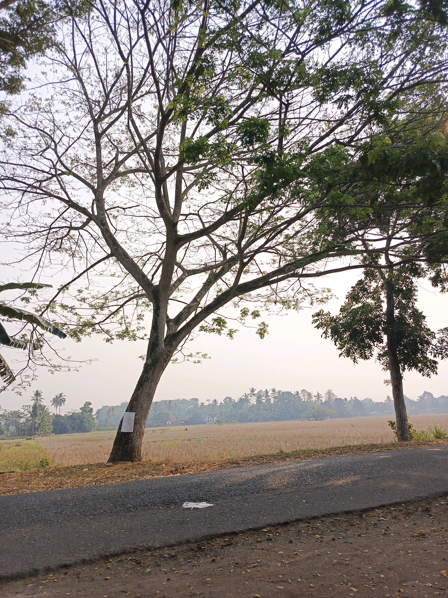 A wide-angle, eye-level, outdoor shot captures a view of a rural scene in Megang Sakti II, Indonesia, during daytime. The foreground is dominated by a paved road, its asphalt surface showing signs of wear and tear, with scattered debris and dry leaves on the shoulder. To the left of the road, a large tree with a textured, light brown trunk stands prominently. A white piece of paper is affixed to the trunk at mid-height. The tree's branches extend upwards and outwards, some bare and others adorned with sparse green leaves, silhouetted against a hazy, pale sky. To the right of the large tree, a smaller tree with dense green foliage is visible. Beyond the trees, a vast, flat field of dry, light brown vegetation stretches towards a distant treeline. The horizon is a soft blend of pale sky and lush green foliage, dotted with what appear to be palm trees and other assorted vegetation. A few indistinct structures, possibly houses, can be discerned amongst the trees in the middle ground. The overall atmosphere suggests a dry, possibly agricultural area, with muted colors and a serene, somewhat subdued ambiance.