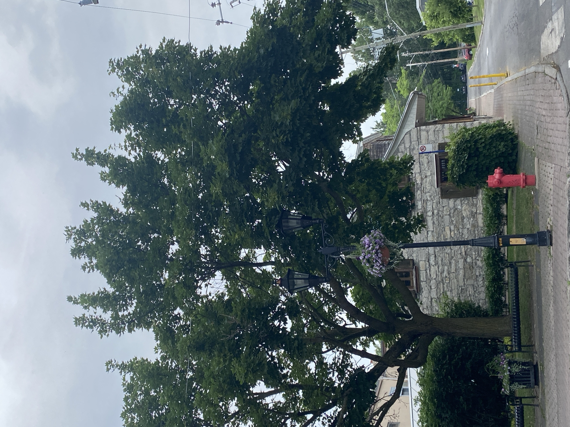 The image depicts a street scene in Pointe-Claire, Canada, on a cloudy day. In the foreground, a large tree with lush green foliage dominates the left side of the frame, its branches extending over a sidewalk. A lamppost with two ornate black lanterns and a hanging basket of purple flowers stands beside the tree. Adjacent to the lamppost is a dark metal bench with planters on either side, one containing greenery and purple flowers. A red fire hydrant is visible on the sidewalk to the right of the bench, near a low stone building with wooden shutters and a steeply pitched roof. The building appears to be made of rough-hewn stone. A brick sidewalk runs alongside the street, which curves to the right. Several parked cars are visible further down the street, as are utility poles and overhead wires. Dense green trees and shrubs line the right side of the street, and a building with a light-colored facade is partially visible behind the large tree on the left.