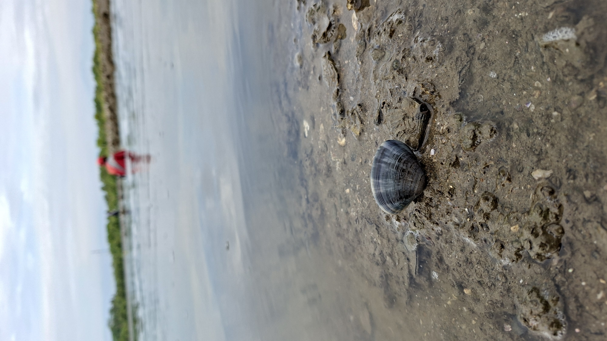 A single, dark-shelled clam rests on wet, muddy ground near the edge of a body of water. The clam is positioned in the foreground, with its ribbed exterior clearly visible. The ground appears to be a mixture of mud and small stones, with some patches of shallow water reflecting the overcast sky. In the background, out of focus, are two figures wading in the water. One figure, closer to the foreground, wears a bright red vest or life jacket and is partially submerged. Beyond them, another figure is visible, further in the distance, and a treeline borders the far side of the water. The overall impression is a serene, natural landscape, likely a coastal or riverside area. The image was taken in Lhokseumawe, Indonesia.