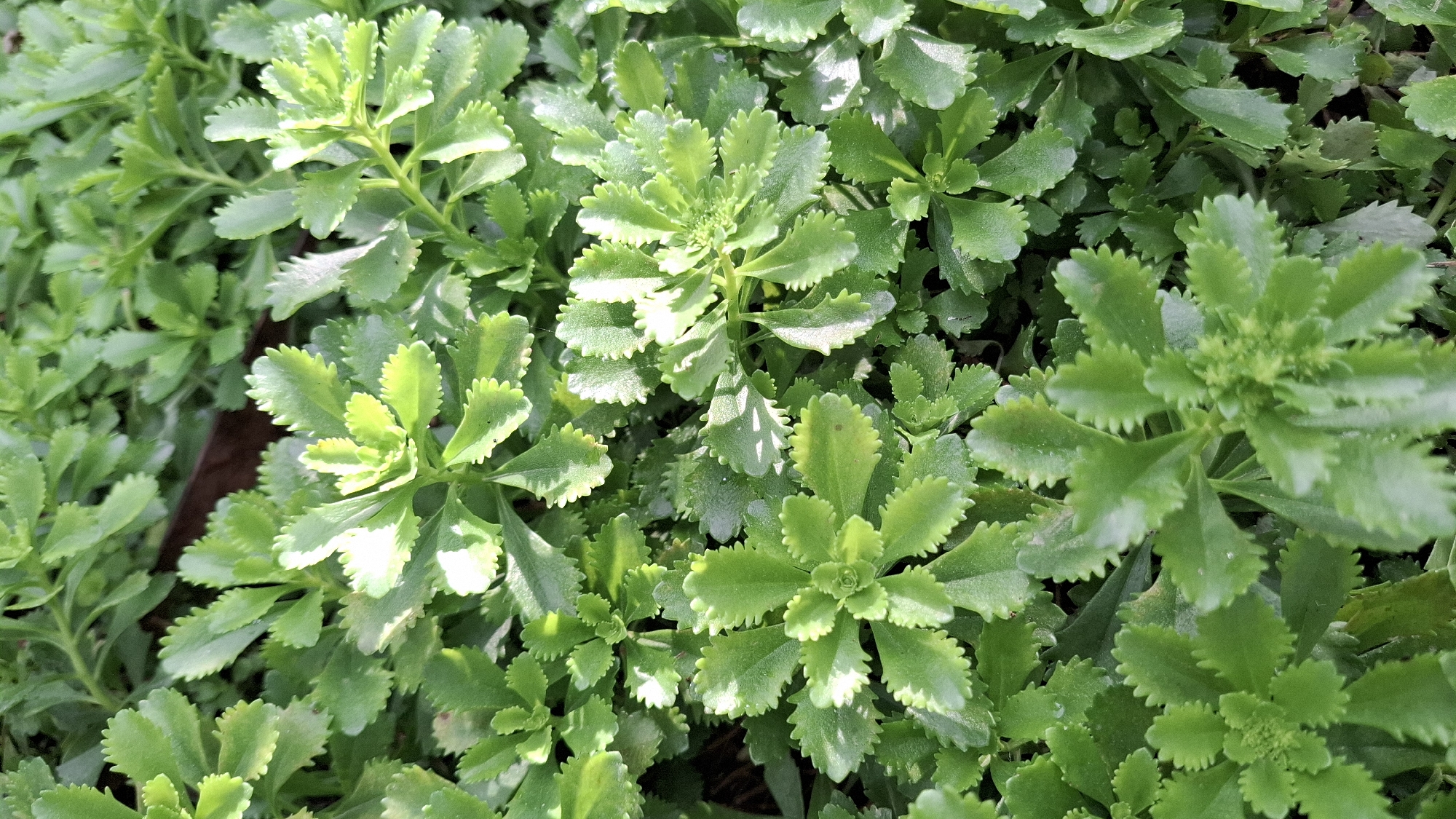 A close-up, overhead, full-frame shot showcases a dense patch of small, green, serrated leaves. The leaves are fleshy and succulent, with a slightly waxy sheen. They are arranged in rosettes and along stems, creating a textured, carpet-like effect. The lighting suggests it is daytime, with bright sunlight creating highlights and shadows, particularly on the upper surfaces of the leaves. The background is a blur of more green foliage, with hints of darker brown, possibly indicating soil or decaying organic matter. No people, animals, or man-made objects are visible. The image appears to be taken in a natural or cultivated garden setting.