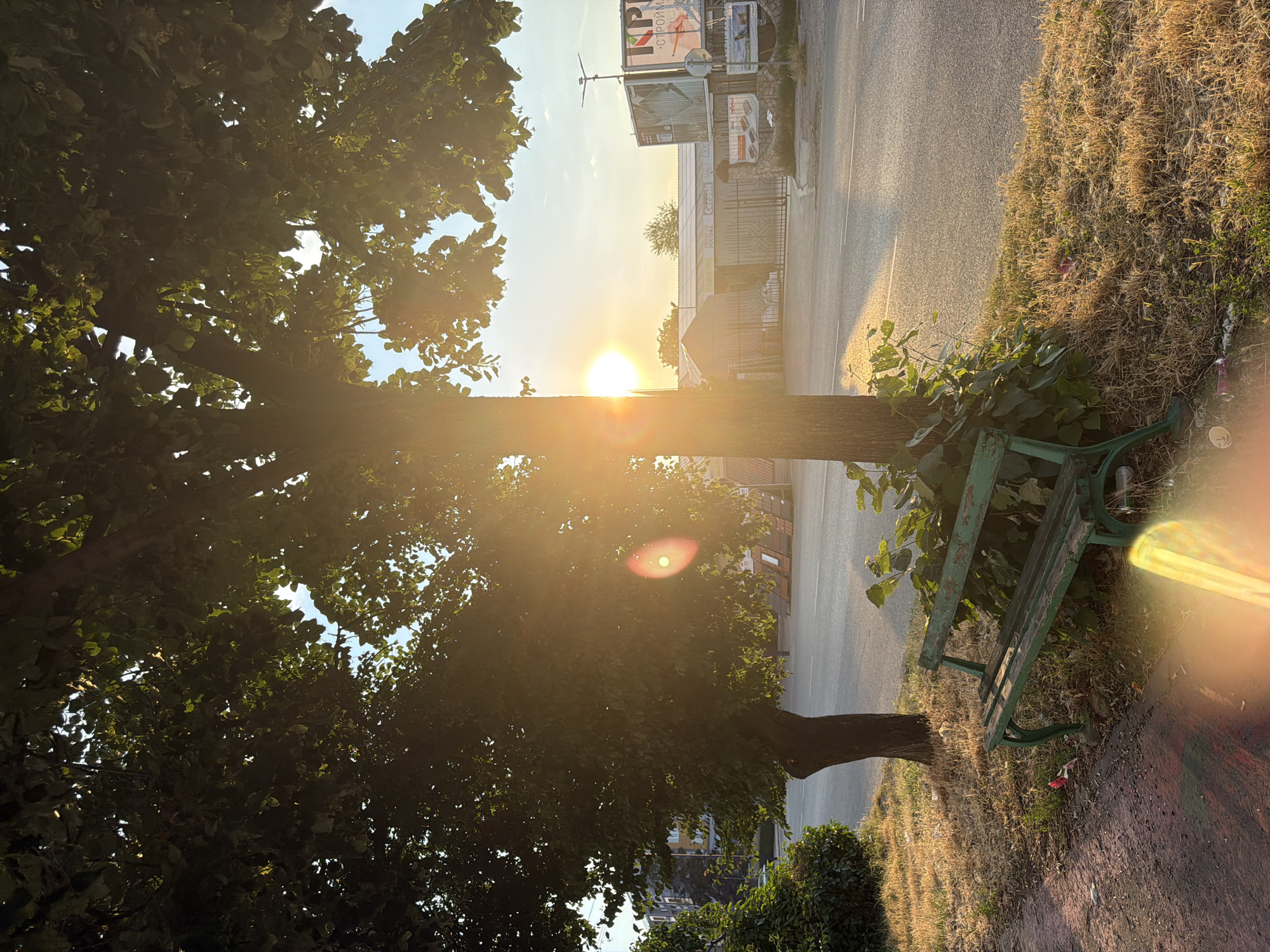 The photograph depicts a tree-lined street in Pazardzhik, Bulgaria, bathed in the warm glow of the setting sun. The sun's rays pierce through the dense foliage of a mature tree, creating a lens flare effect that washes over the scene. In the foreground, a weathered green park bench sits on a patch of dry, parched grass, adorned with scattered litter. Beyond the bench, a paved road stretches into the distance, flanked by buildings with advertisements. The overall impression is one of urban decay juxtaposed with the natural beauty of a sunset.