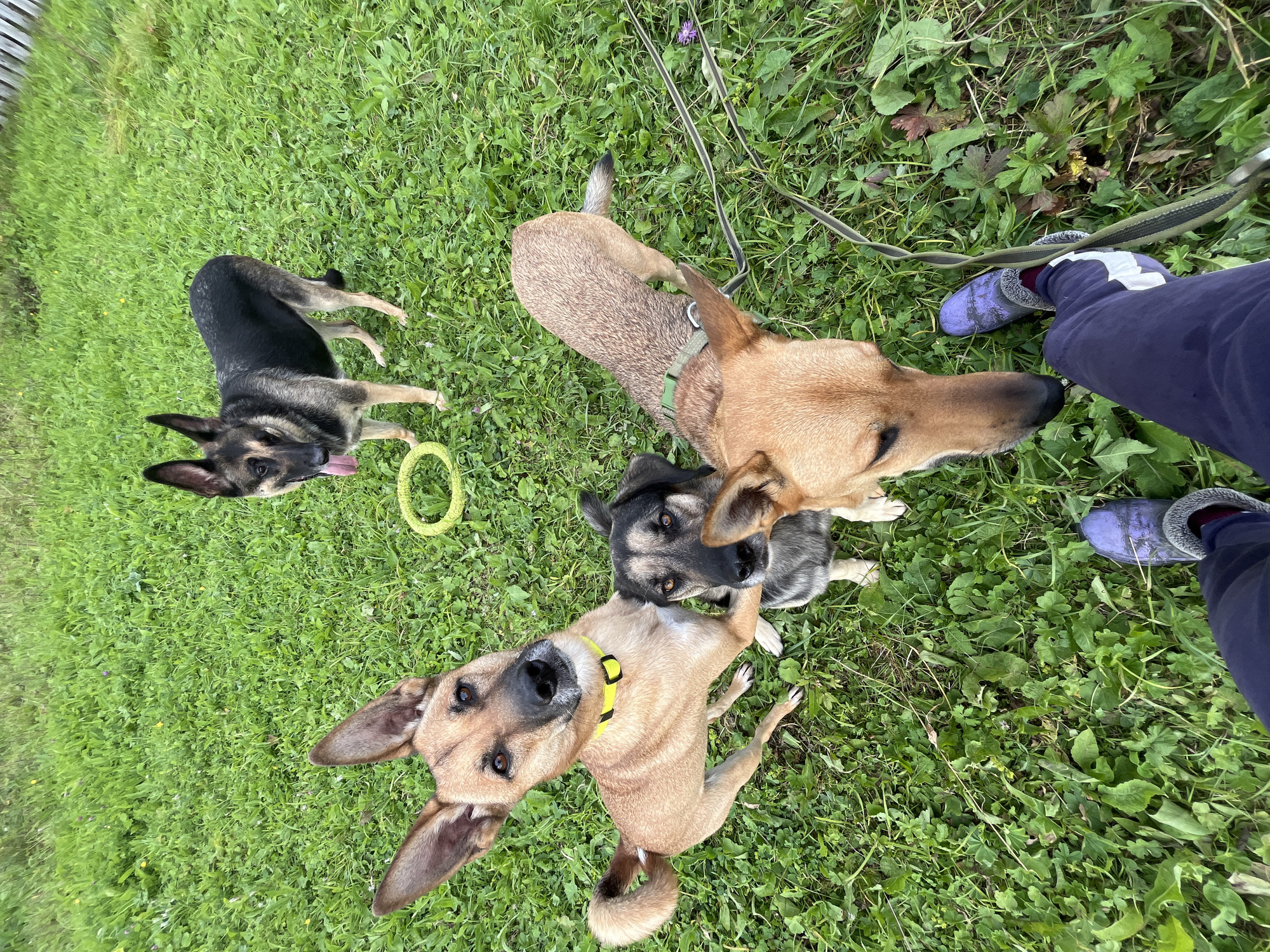 The image captures a group of four dogs of various breeds and colors on a grassy lawn. In the foreground, a person wearing purple fuzzy slippers and dark pants is visible from the knees down, holding a leash. The dogs appear to be interacting with each other and looking towards the camera. One dog in the upper right corner is a German Shepherd with its tongue out, standing near a yellow toy. The other three dogs are closer to the person. The environment appears to be an outdoor space with green grass and some scattered foliage. There is no indication of the city of Nizhny Tagil, Russia in the image.