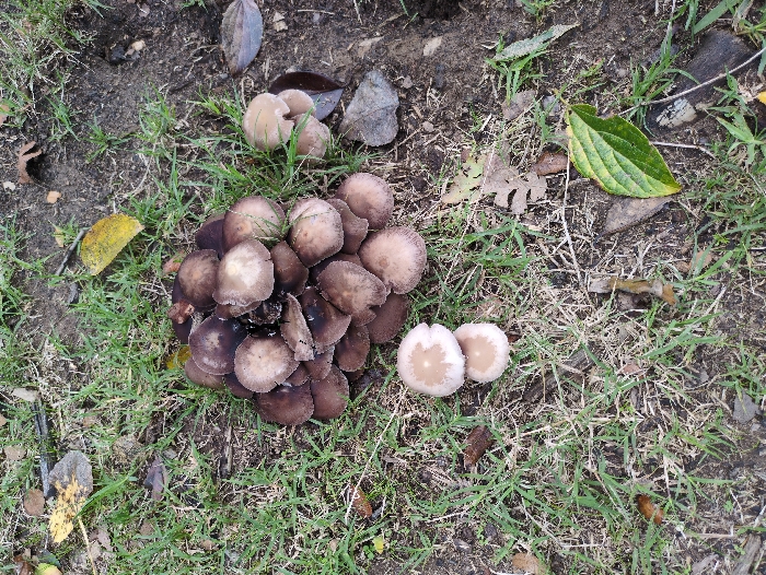 A cluster of dark brown mushrooms dominates the scene, nestled among green grass and fallen leaves. Smaller groupings of lighter-colored mushrooms are scattered around. The ground appears moist, with a mix of dirt and decaying organic matter. Some of the mushrooms exhibit signs of decay, with blackened edges. The overall composition creates a natural, somewhat somber, woodland setting.