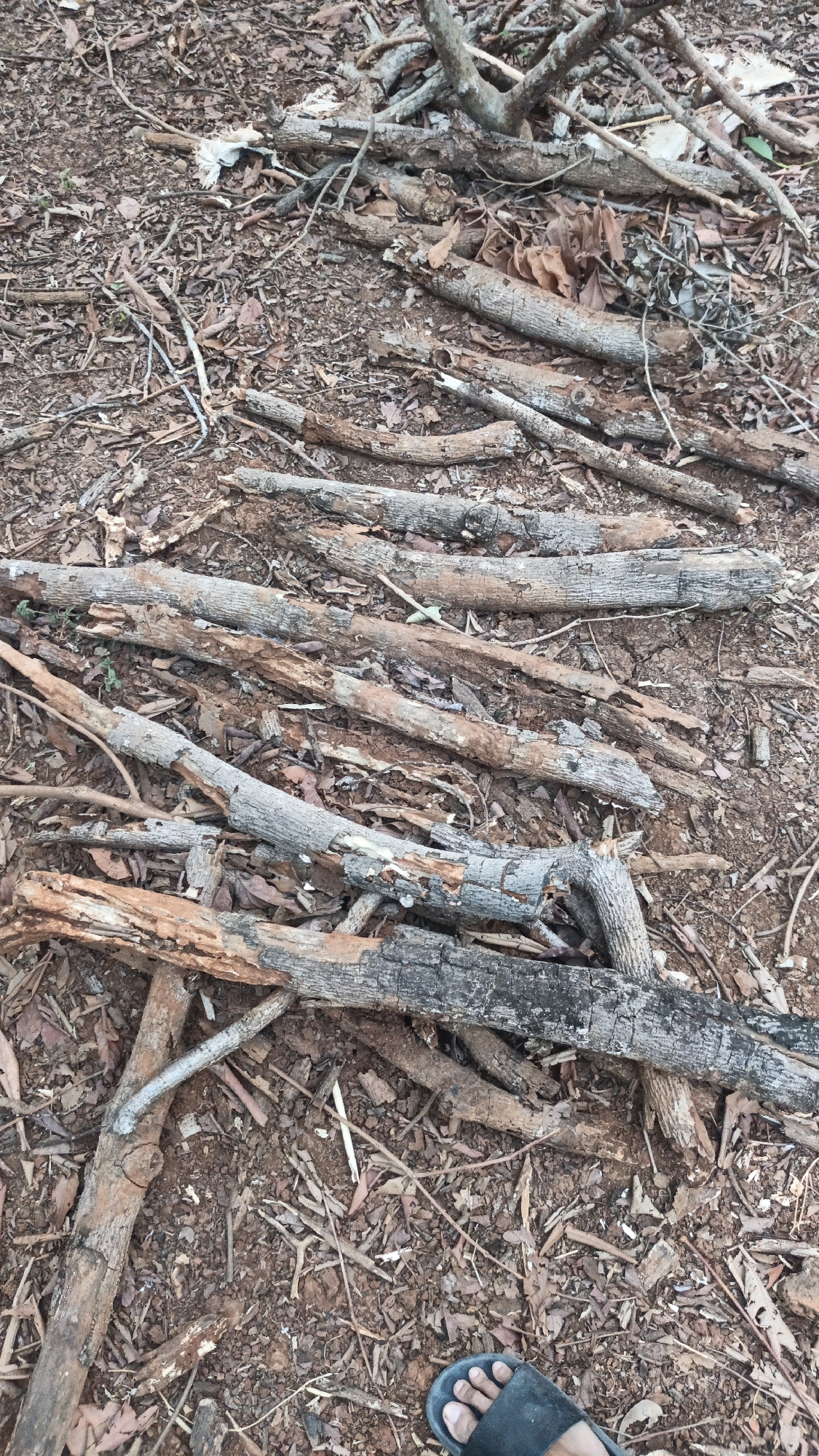 The image shows a pile of fallen tree branches and debris on the ground, appearing to be in a natural outdoor environment. The ground is covered with dry leaves and twigs. A person's foot, wearing a black sandal, is visible in the lower right corner of the image, suggesting human presence at the scene. The scene is consistent with an area in or around Kandangmas, Indonesia, which is known for its natural landscapes and outdoor spaces.