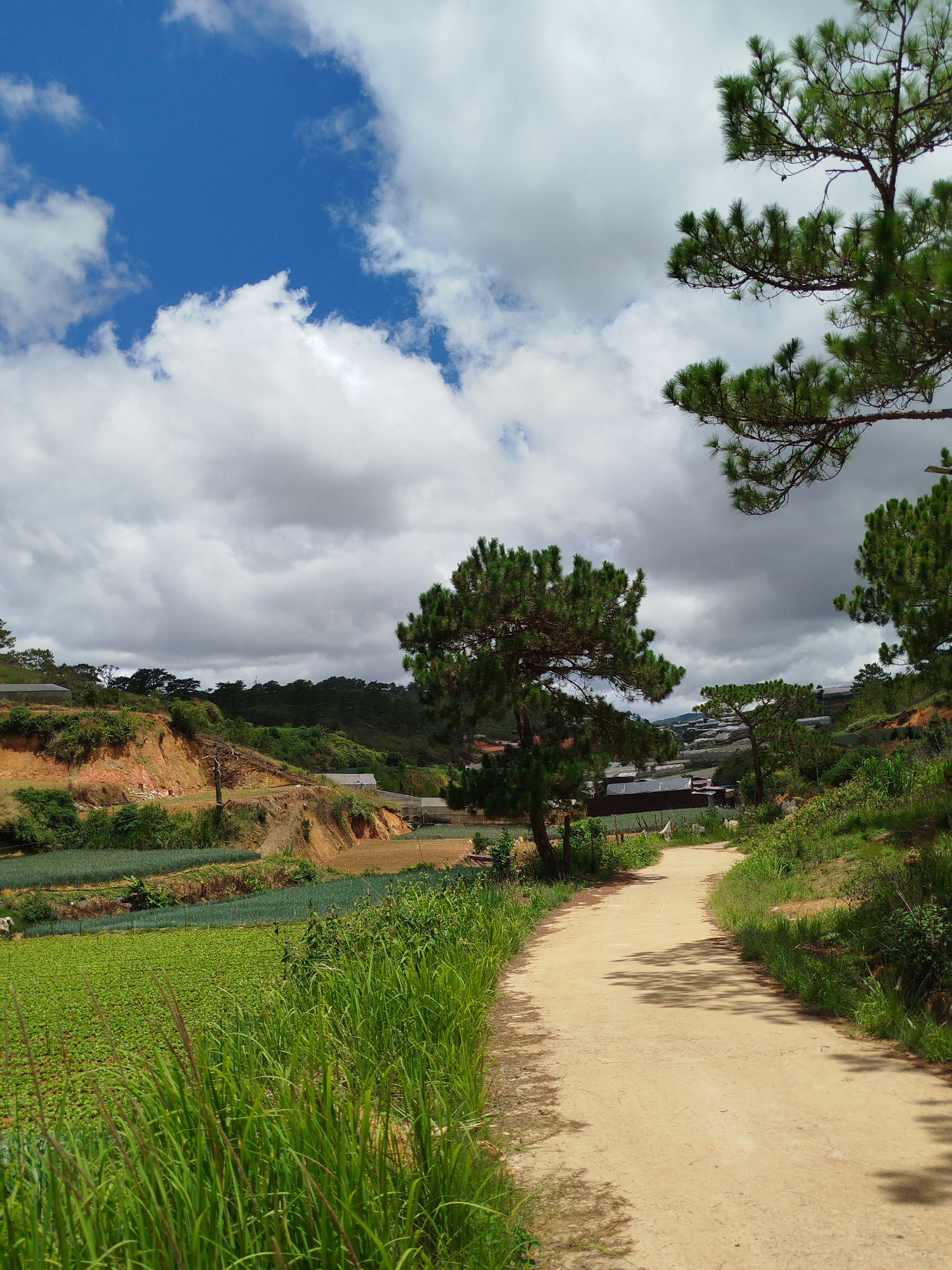 The image depicts a rural landscape in Lạc Dương, Vietnam. A dirt road curves into the distance, flanked by lush green fields on one side and a grassy hillside on the other. A large pine tree stands prominently beside the road, casting shadows. Further away, terraced fields and greenhouses are visible. The sky is partially covered with white and gray clouds, with patches of blue peeking through. There is no presence of people in the picture.
