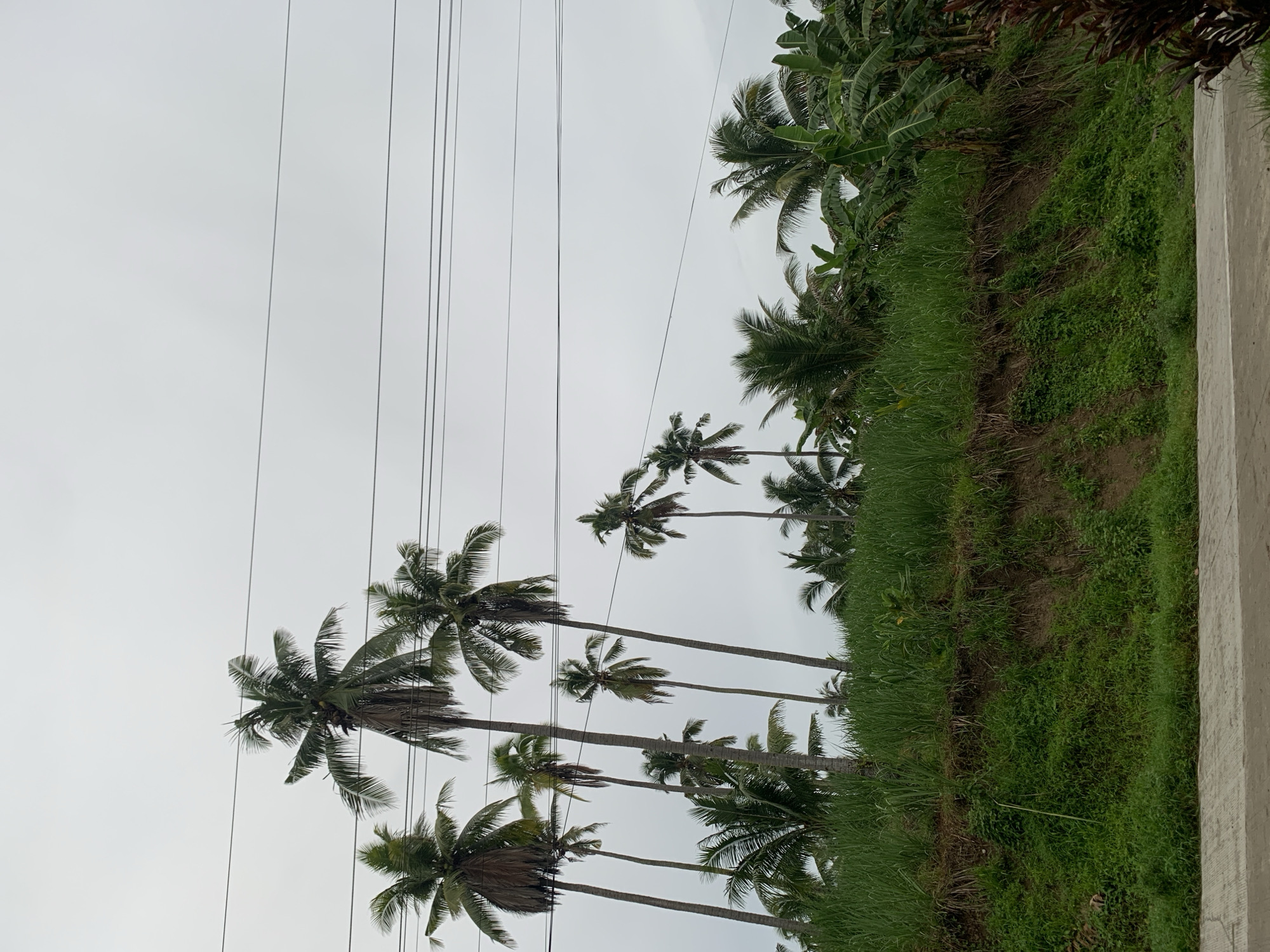 In the city of Kiblawan, Philippines, a cluster of tall palm trees with slender trunks and fronded tops dominates the frame, set against an overcast sky. The trees are spaced unevenly, with some appearing fuller than others, and a few smaller trees and lush green foliage are visible at their bases. Power lines stretch horizontally across the upper portion of the image, cutting through the sky. The foreground features a slightly elevated embankment covered in dense green grass and vegetation, with a paved surface, possibly a road or sidewalk, running along the bottom edge. The overall scene depicts a natural, tropical landscape with a hint of human infrastructure.