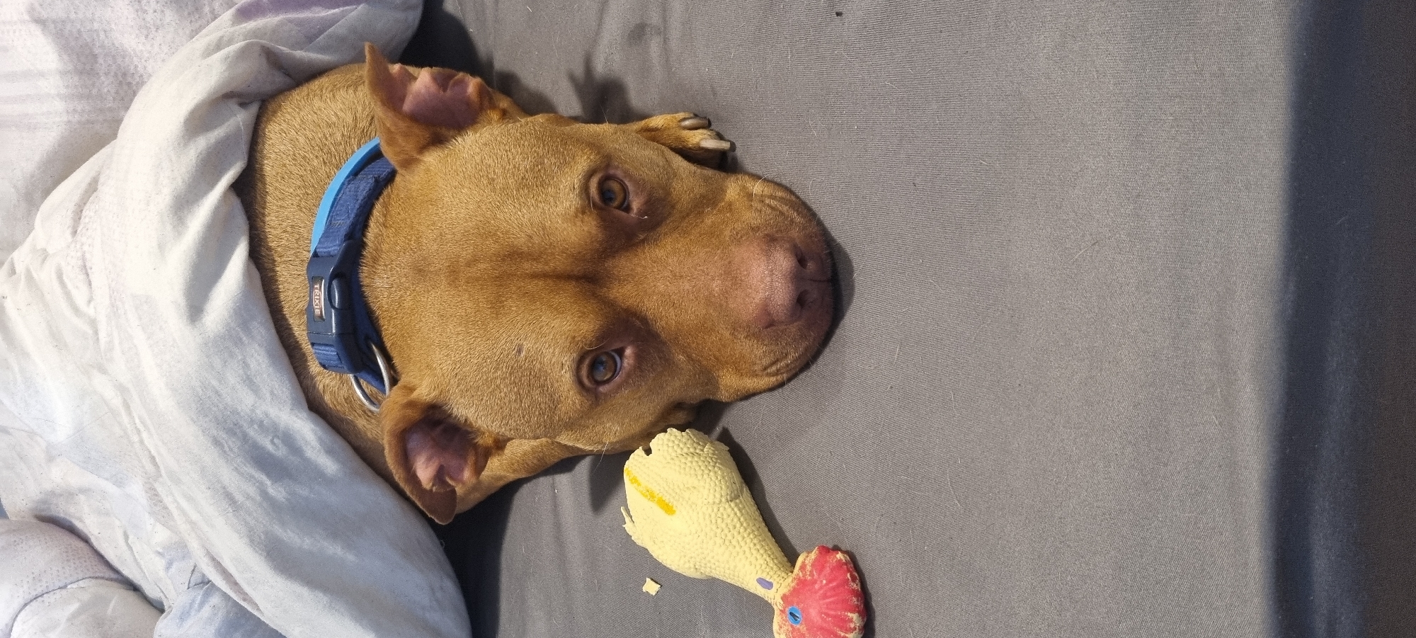 A tan-colored dog with a blue collar is lying on a gray bed covered with a white blanket. The dog's head is resting on a yellow and red toy. The location is unknown.