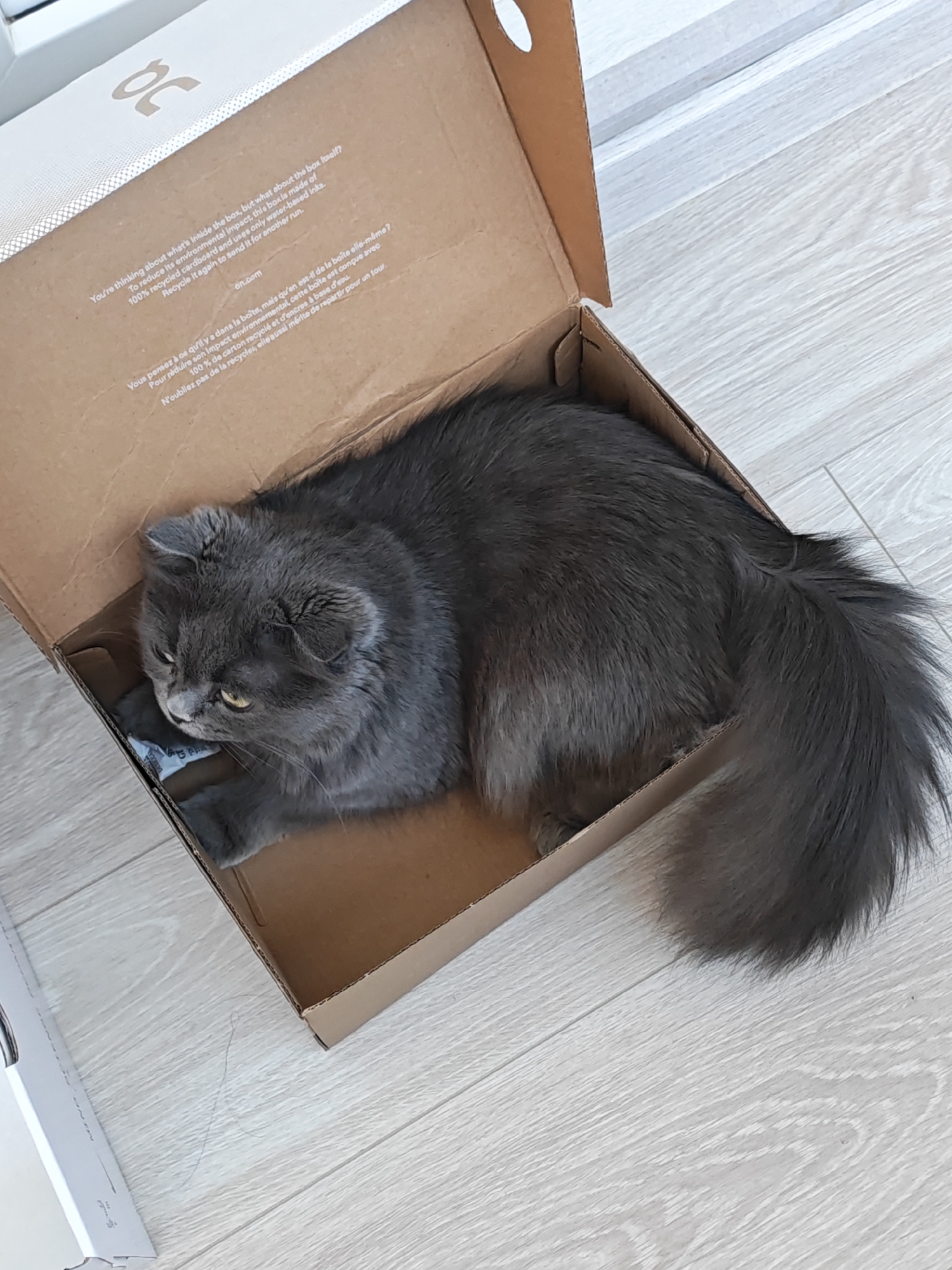 A long-haired, gray cat is lying in an open cardboard box that is positioned on a light-colored, wood-planked floor. The cat's eyes are open and it appears to be looking down at something inside the box. The box has text printed on the inside flap, which appears to be a company slogan or message. The background suggests an indoor setting, possibly near a window due to the light. There is no indication of the specific location in Bataysk, Russia.