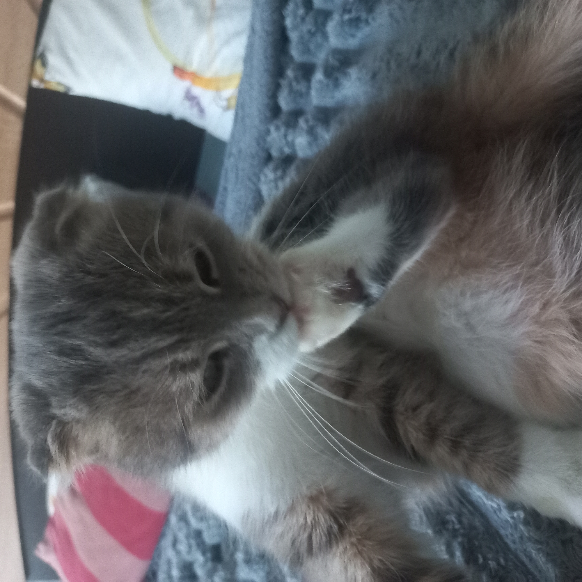 A fluffy, grey and white Scottish Fold cat is lying down on a plush, grey blanket. The cat is looking down at its paw, which it has brought up to its mouth as if grooming or biting. The cat's ears are folded forward. In the background, there are two pillows; one is striped pink and white, and the other is white with colorful patterns. The setting appears to be indoors, possibly a bedroom or living room. There is no indication of the cat's location in Selyshche, Ukraine.