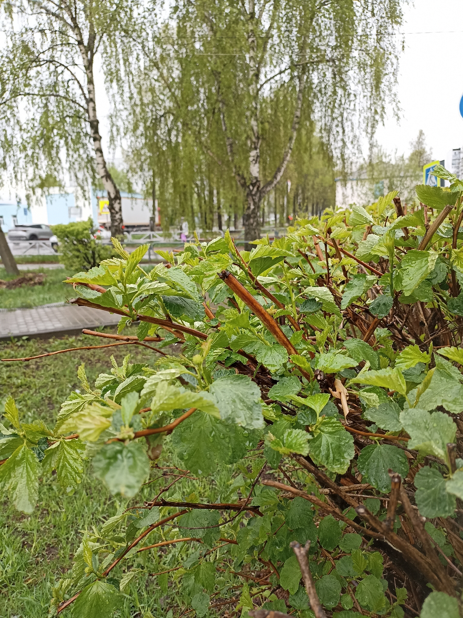 A close-up shot of a bush with wet leaves dominates the foreground. Behind the bush, there is a pathway and grassy area. In the background, there are trees, including birch trees identifiable by their white bark, lining what appears to be a street or avenue. There is a car and a truck visible, along with buildings in the far background. A blue and yellow pedestrian crossing sign is visible on the right side of the image behind the bush.