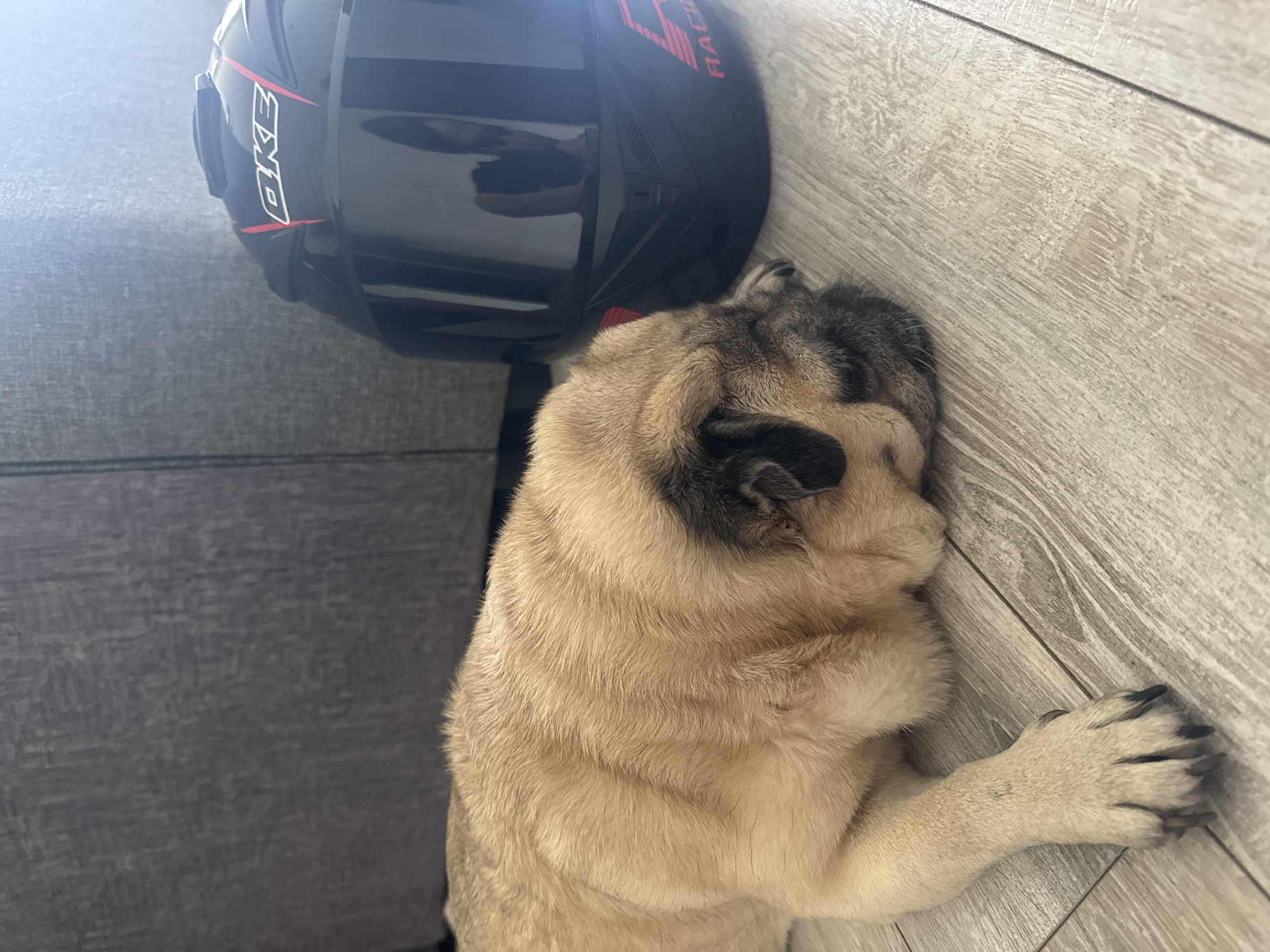 A fawn-colored pug is lying on a light-colored wooden floor next to a black motorcycle helmet. The pug is curled up with its head resting on the floor, and its eyes are closed. The helmet is on its side, and the visor is slightly open. A gray sofa is visible in the background. The scene appears to be indoors, possibly in a home.