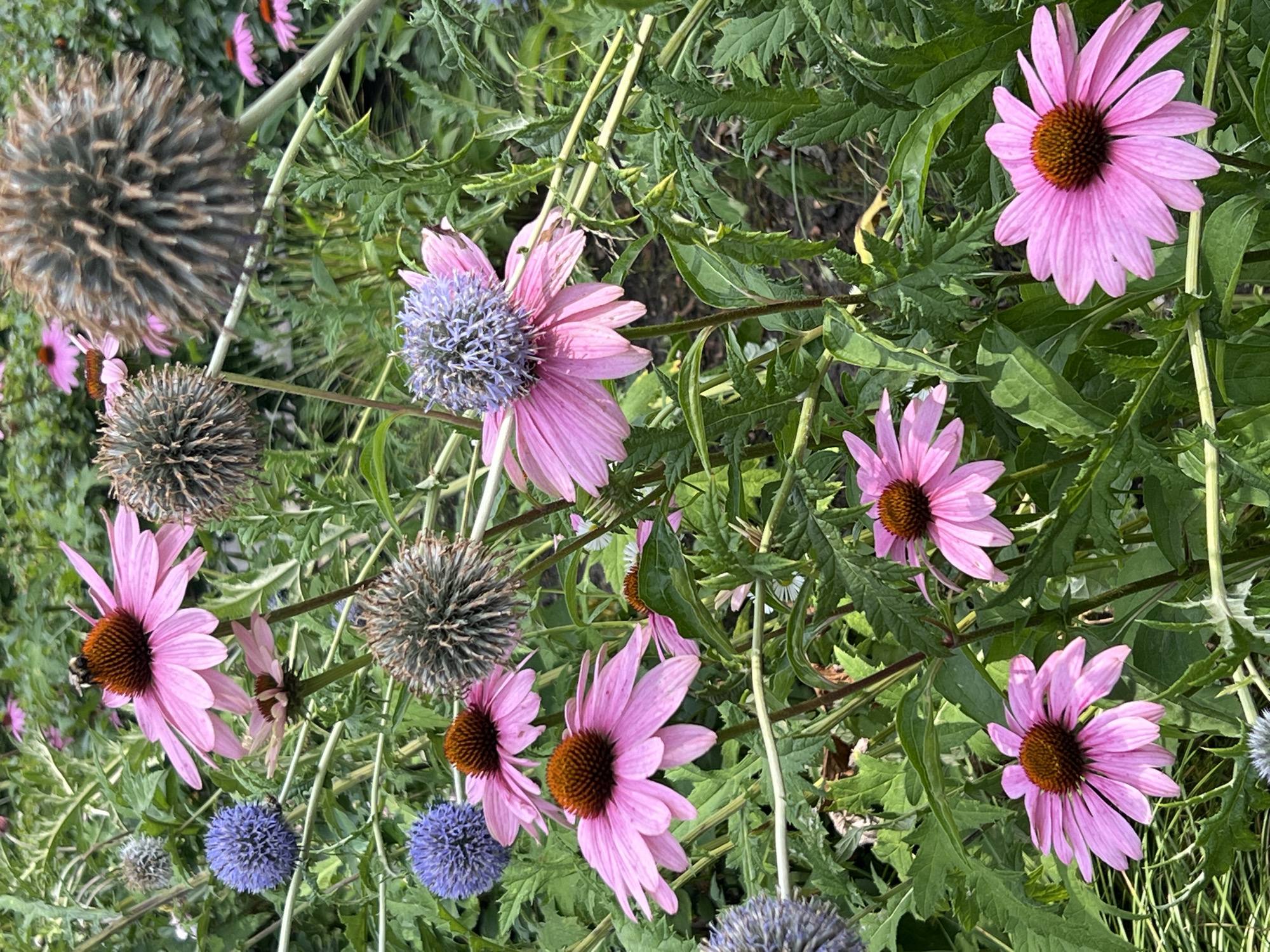 An outdoor medium shot shows a dense grouping of purple coneflowers and globe thistles in a garden. The coneflowers have bright pink petals that radiate outwards from a dark brown, spiky center. Some of the coneflowers have a blueish tint to their centers. The globe thistles are spherical with prickly, greyish-purple florets. Green foliage fills the spaces between the flowers, with some dried stalks visible. A bumblebee is perched on one of the coneflowers, facing left. The scene is set in an urban garden, with no specific landmarks visible to identify the city or location.