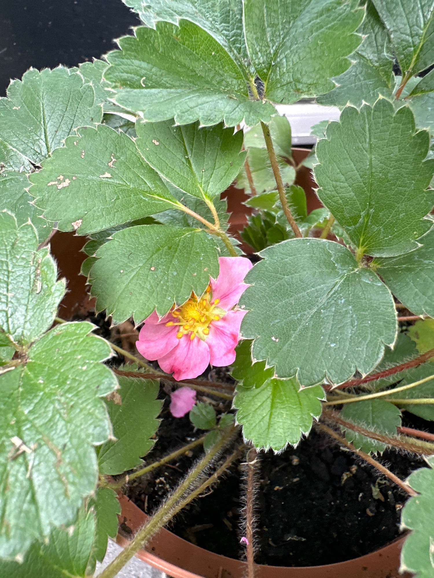A close-up, eye-level, outdoor shot captures a strawberry plant with lush green leaves and a single pink flower. The plant is in a brown pot, and the soil is dark and moist. The leaves are serrated and have a slightly fuzzy texture. The pink flower has five petals and a bright yellow center. The background is dark and out of focus, suggesting it may be a shadow or a dark wall. There is no indication of a specific location in Krefeld, Germany.