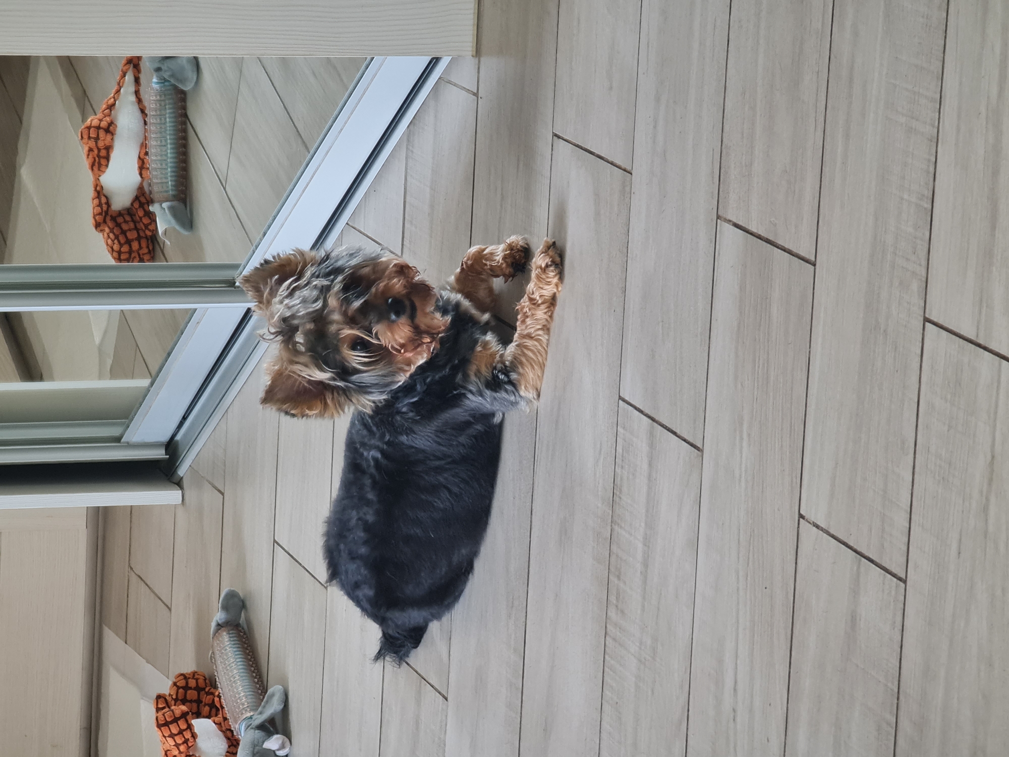 A Yorkshire Terrier dog is lying on its side on a light-colored tiled floor. The dog is black and tan with shaggy fur and has its front paws extended in front of it. Behind the dog is a large mirror, reflecting some toys on the floor. The toys appear to be made of fabric and are orange and gray. The floor tiles are rectangular and laid out in a horizontal pattern. The background is slightly blurred, but appears to be an indoor setting. The image is taken from a slightly elevated angle, looking down at the dog. There are no people visible in the image. The scene does not contain any information indicating its location in Angarsk, Russia.