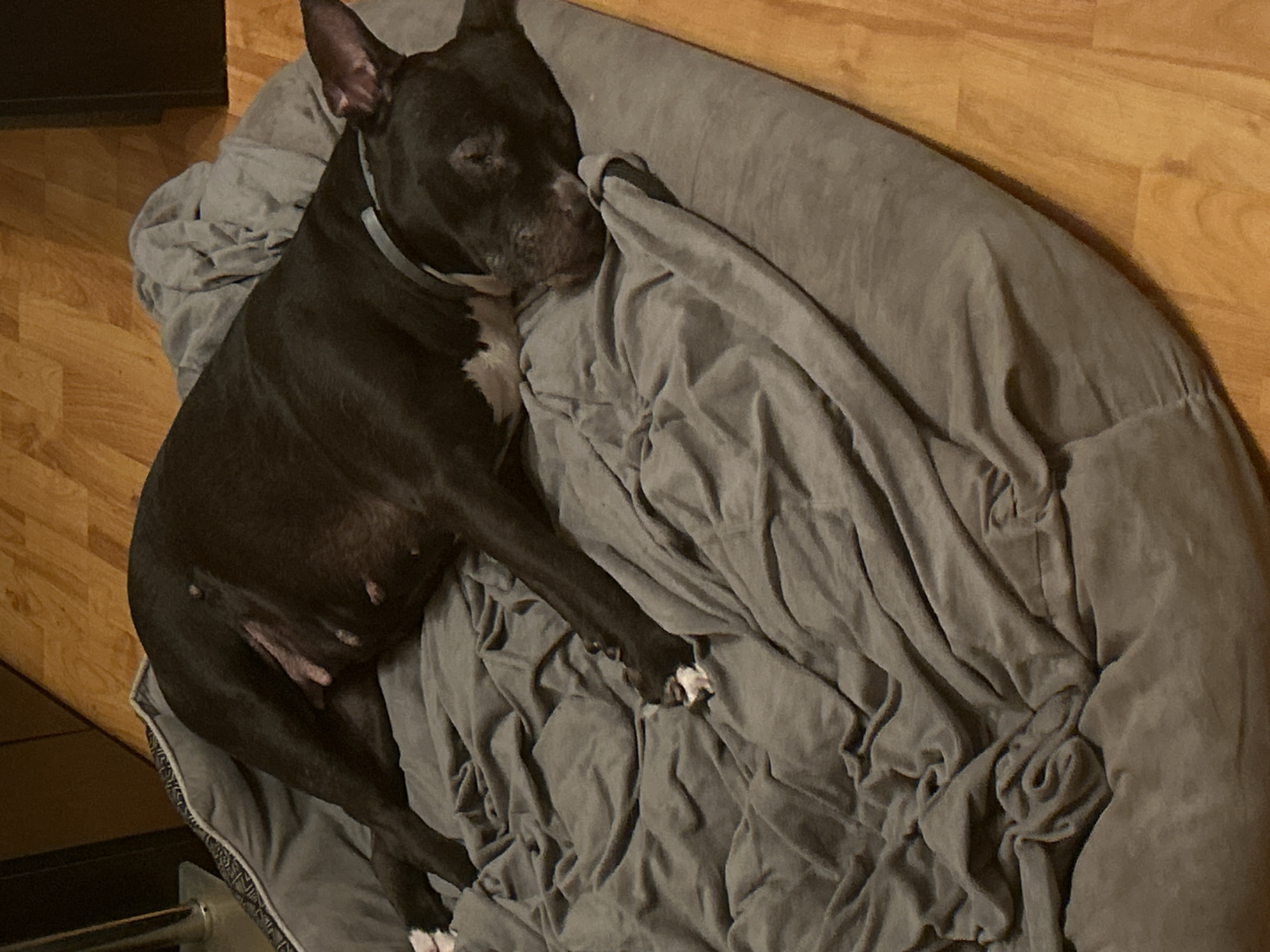 A black and white pit bull dog is sleeping on a gray blanket in a dog bed. The scene takes place indoors on a wooden floor. The city of Sofia, Bulgaria is not evident in the provided image.