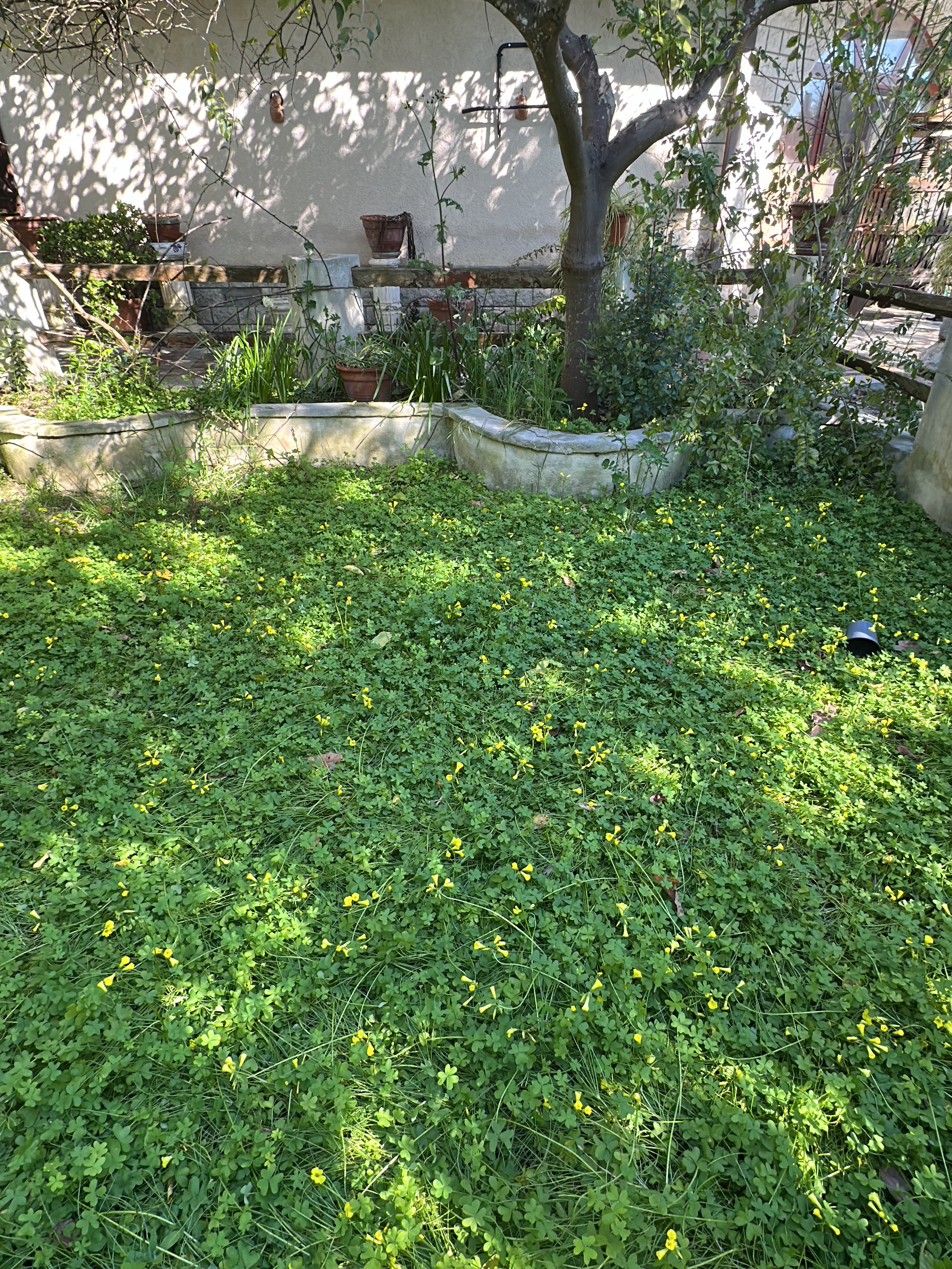 The image depicts an overgrown garden in Cutrofiano, Italy. The ground is covered with a dense growth of clover, interspersed with small yellow flowers. A small tree is centrally located, surrounded by a low, curved concrete planter. Behind the planter, a raised stone platform supports various potted plants and other foliage. The background features the side of a building with a light-colored stucco finish. Shadows cast by the tree and surrounding vegetation create a dappled light effect across the scene. A dark colored item, possibly a bucket, sits on the ground towards the right of the frame. The overall impression is one of neglect and untamed vegetation.