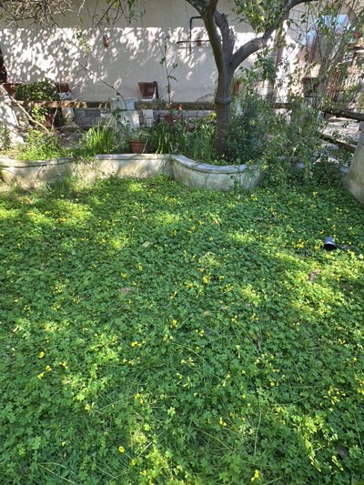 The image depicts an overgrown garden in Cutrofiano, Italy. The ground is covered with a dense growth of clover, interspersed with small yellow flowers. A small tree is centrally located, surrounded by a low, curved concrete planter. Behind the planter, a raised stone platform supports various potted plants and other foliage. The background features the side of a building with a light-colored stucco finish. Shadows cast by the tree and surrounding vegetation create a dappled light effect across the scene. A dark colored item, possibly a bucket, sits on the ground towards the right of the frame. The overall impression is one of neglect and untamed vegetation.