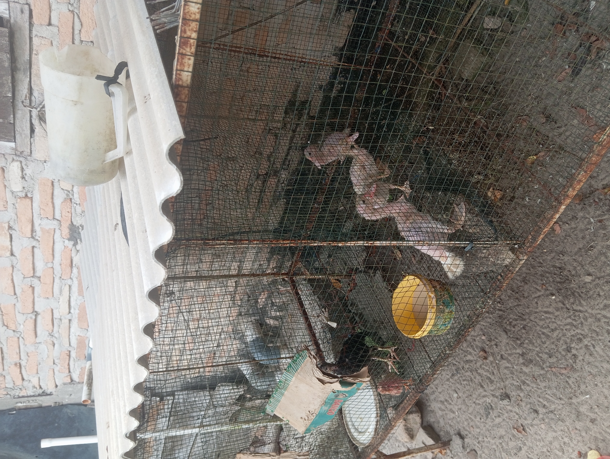 In the city of Dente Teladas, Indonesia, a rustic chicken coop is captured in a medium-angle, outdoor shot. The coop, constructed from wire mesh and weathered metal roofing, houses several chickens. A white plastic water dispenser, secured with black tape, rests on the corrugated roof. Inside the coop, a black chicken stands near a torn cardboard box, with a white plate visible beneath it. To the right, two pinkish-brown chicks stand on the dirt floor, partially obscured by the wire mesh. The ground surrounding the coop is sandy and littered with debris. The backdrop features a brick wall and wooden planks, suggesting a utilitarian outdoor setting.