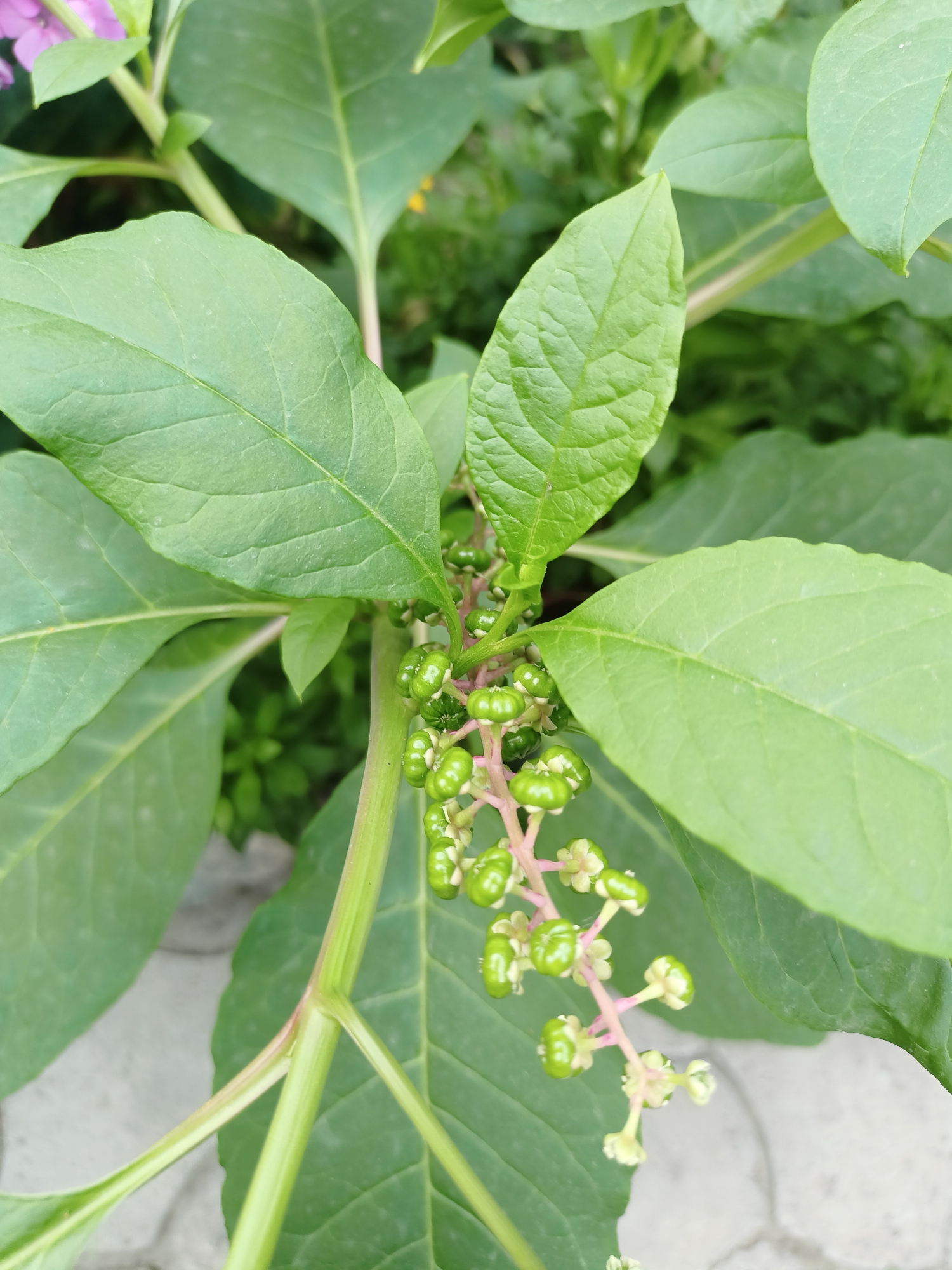The image shows a close-up of a plant with large green leaves and a cluster of small, green, berry-like fruits. The plant is likely outdoors, as indicated by the natural lighting and the blurred background which suggests other vegetation and possibly a paved surface. There are no people or animals visible in the image. The image does not contain any information that would allow for its specific location to be determined, including in the city of Almaty, Kazakhstan.