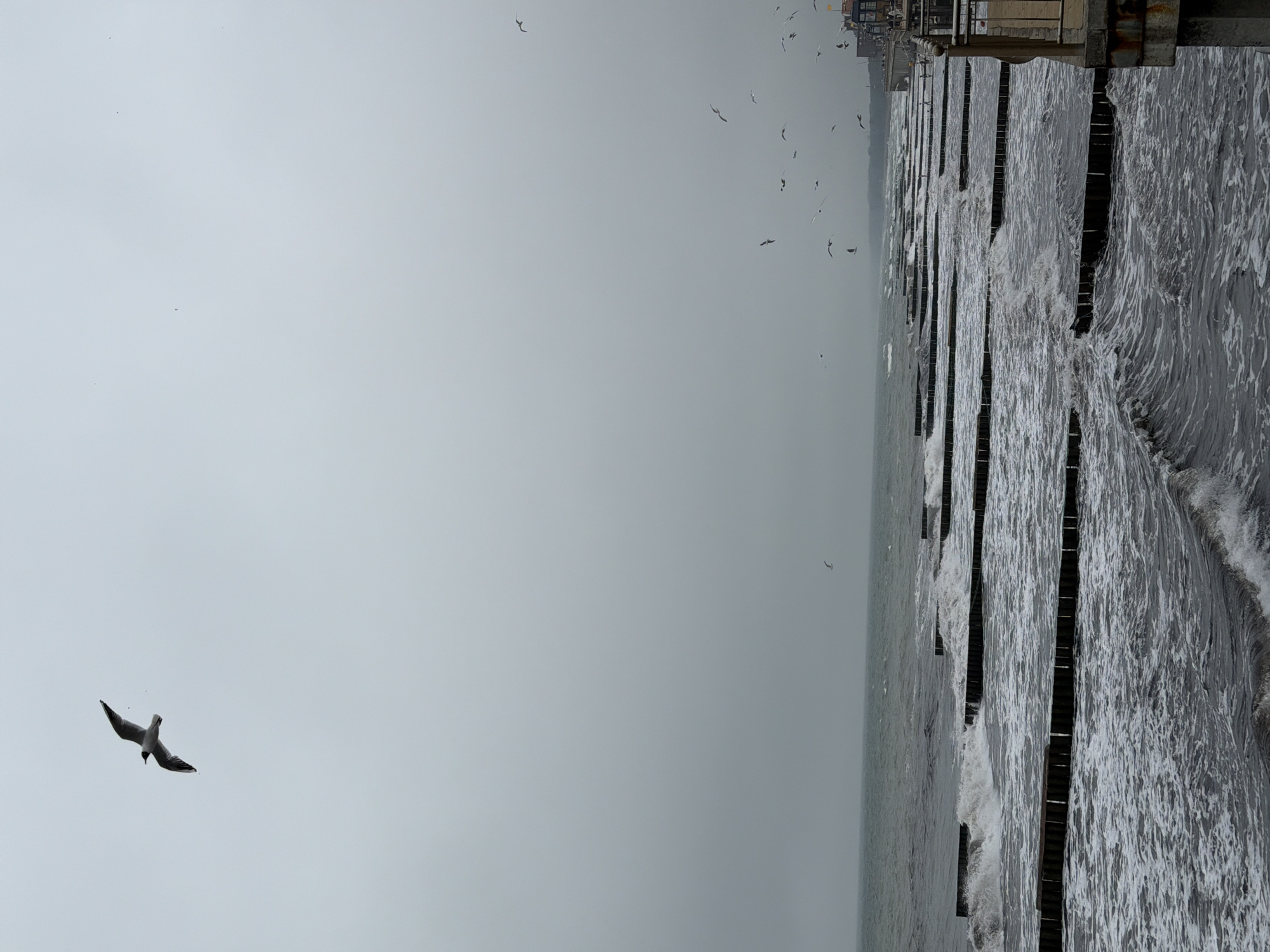 A lone seagull flies high in a grey, overcast sky above a choppy, grey sea. Rows of wooden groynes extend into the water, with waves crashing against them. The beach is lined with more groynes, and in the distance, buildings with red roofs are visible. The overall mood is somber and windswept, characteristic of the Baltic coast in Zelenogradsk, Russia.