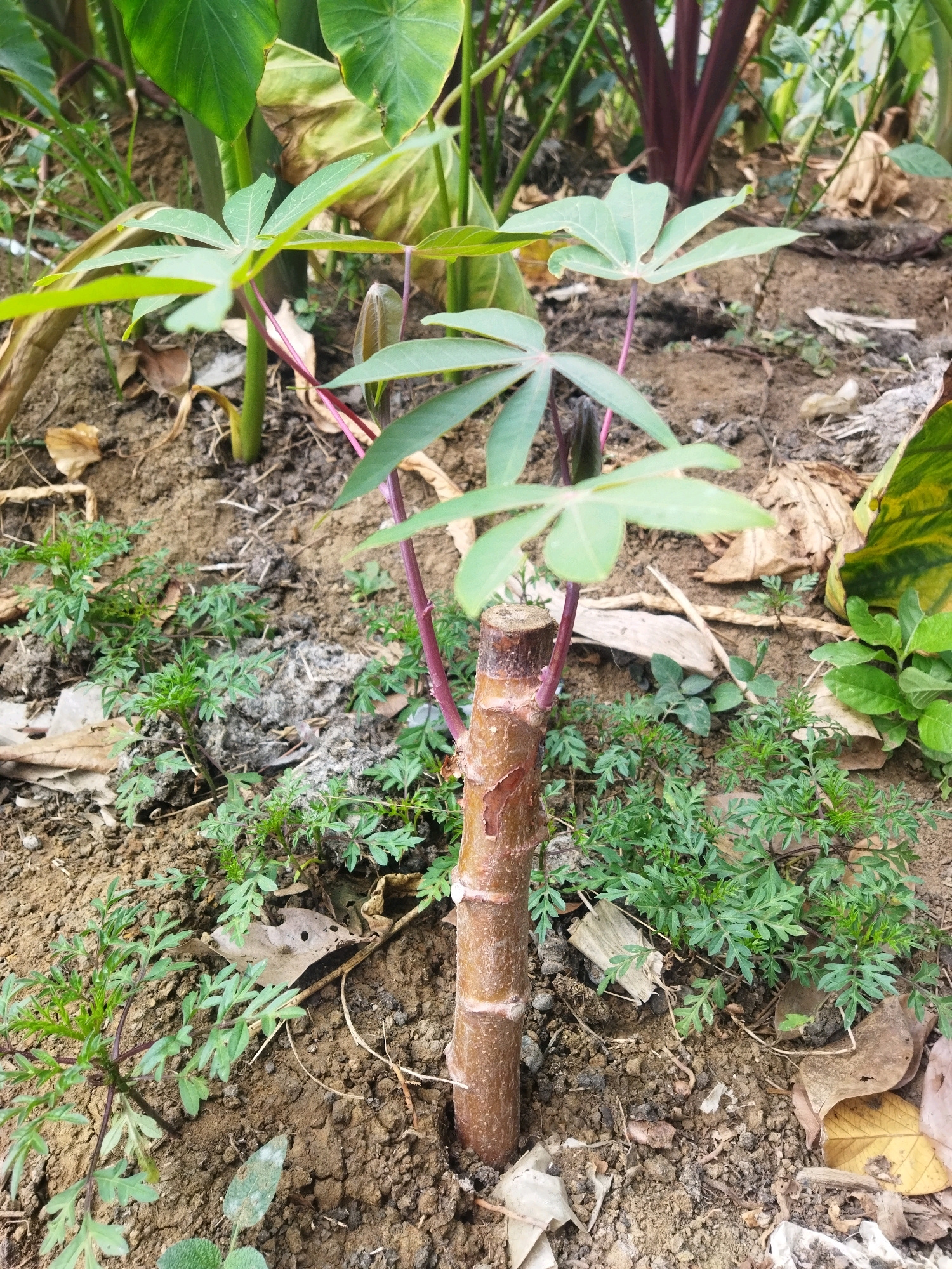 In Kesugihan, Indonesia, a young cassava plant with a brown, segmented stem stands in moist soil. The plant has several palmate leaves with a reddish stem and is surrounded by small green plants and fallen leaves. In the background, larger green leaves and dark red stems are visible. The overall environment appears to be an outdoor garden.