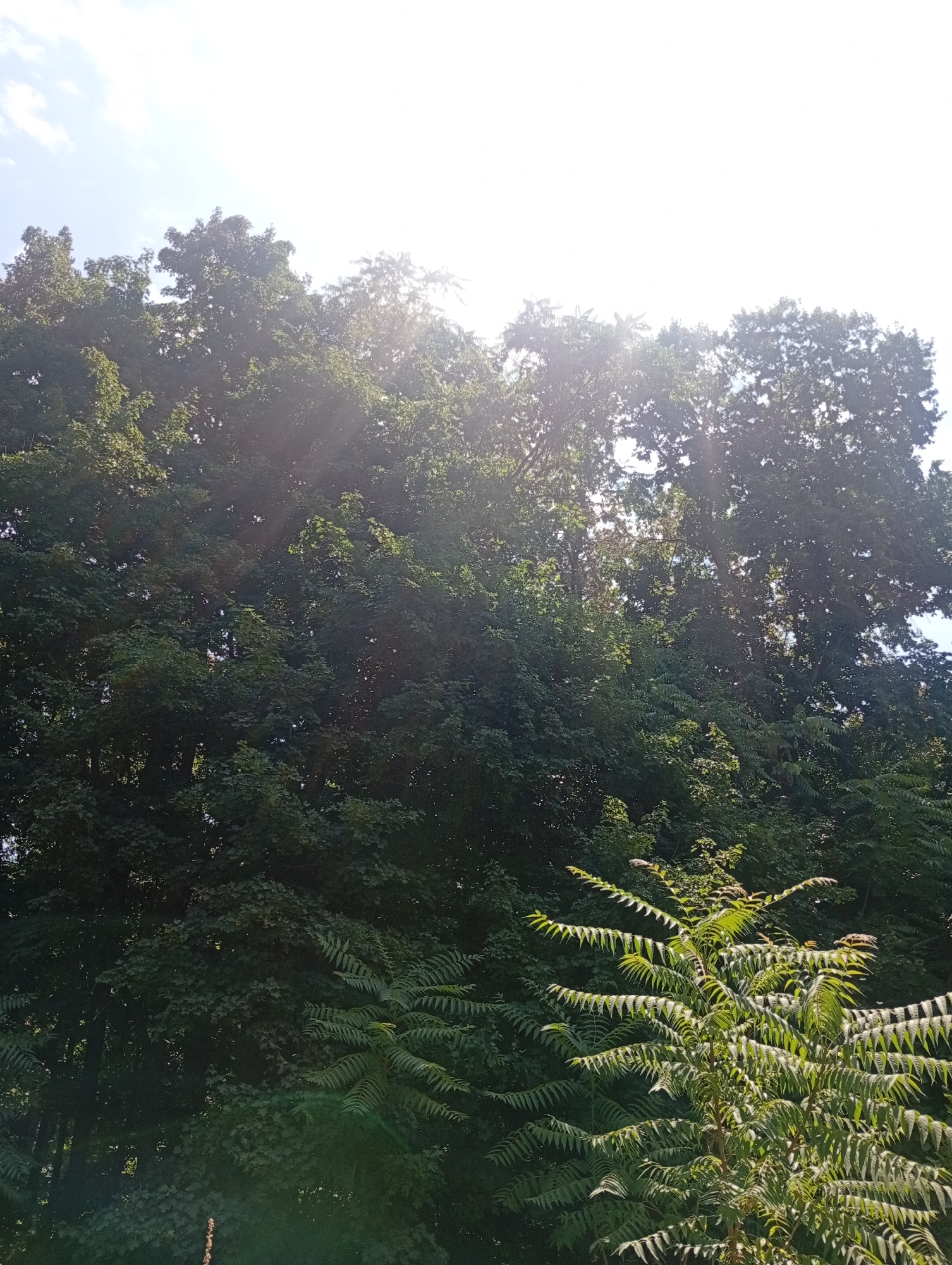 A full shot of the sky above a dense forest canopy. The sky is bright with sun rays filtering through the leaves. The trees are lush and green, with a variety of foliage types visible. In the foreground, a single, feathery-leafed plant stands out against the darker green of the background foliage. There are no people or animals visible. The location is unknown.