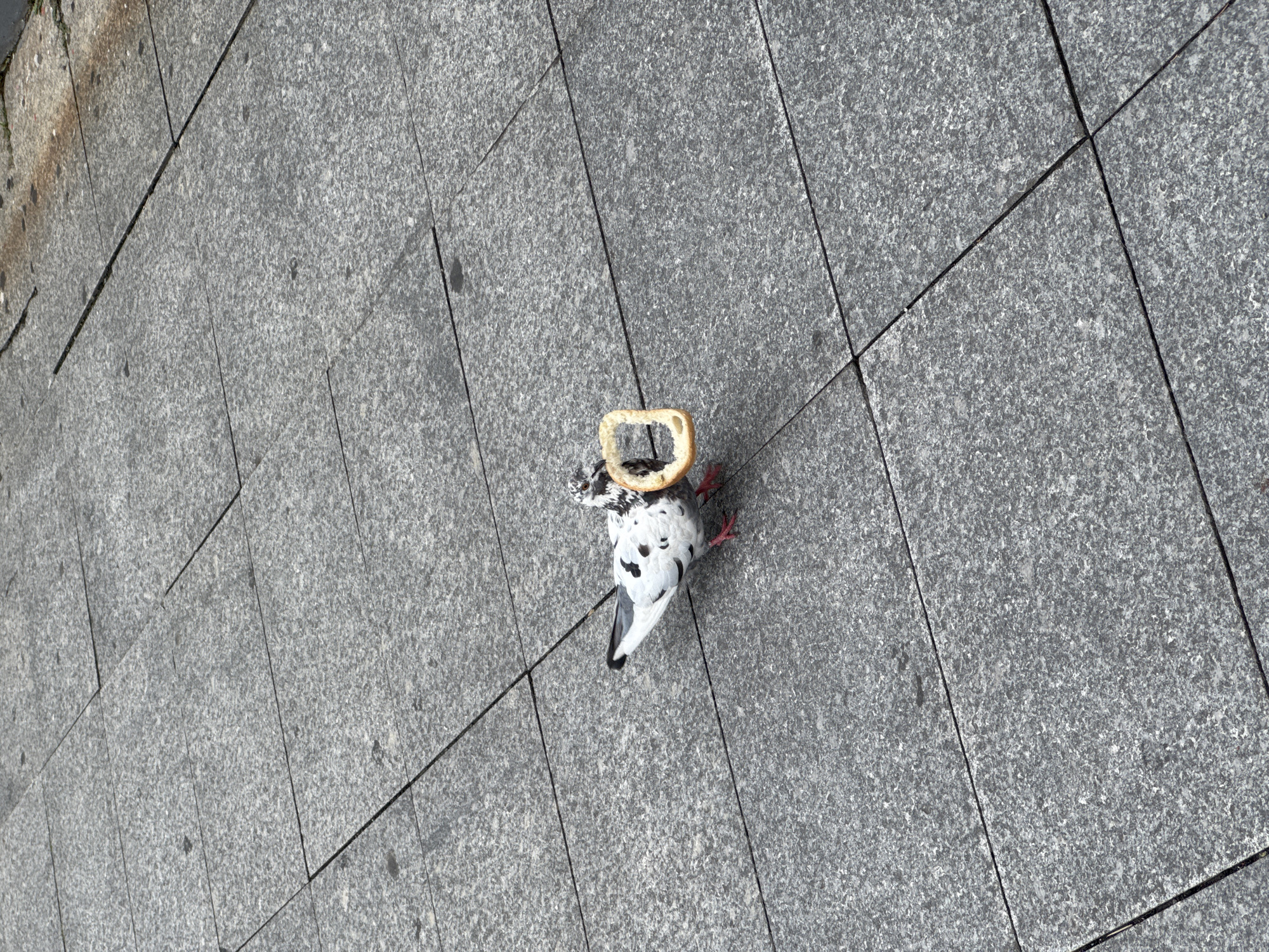 A close-up, eye-level shot captures a pigeon standing on a gray, paved sidewalk composed of large, rectangular granite tiles. The pigeon, a common city bird with speckled white and black feathers, is holding a circular piece of bread in its beak. The bread appears to be a slice of bagel or similar baked good, with a hole in the center. The pigeon's red feet are visible against the textured surface of the paving stones. The background shows more of the same granite tiling, suggesting an urban outdoor setting. The lighting is bright, indicating it is daytime. The image does not contain any people. The scene is consistent with a public pedestrian area in Batumi, Georgia, where pigeons are often found scavenging for food.