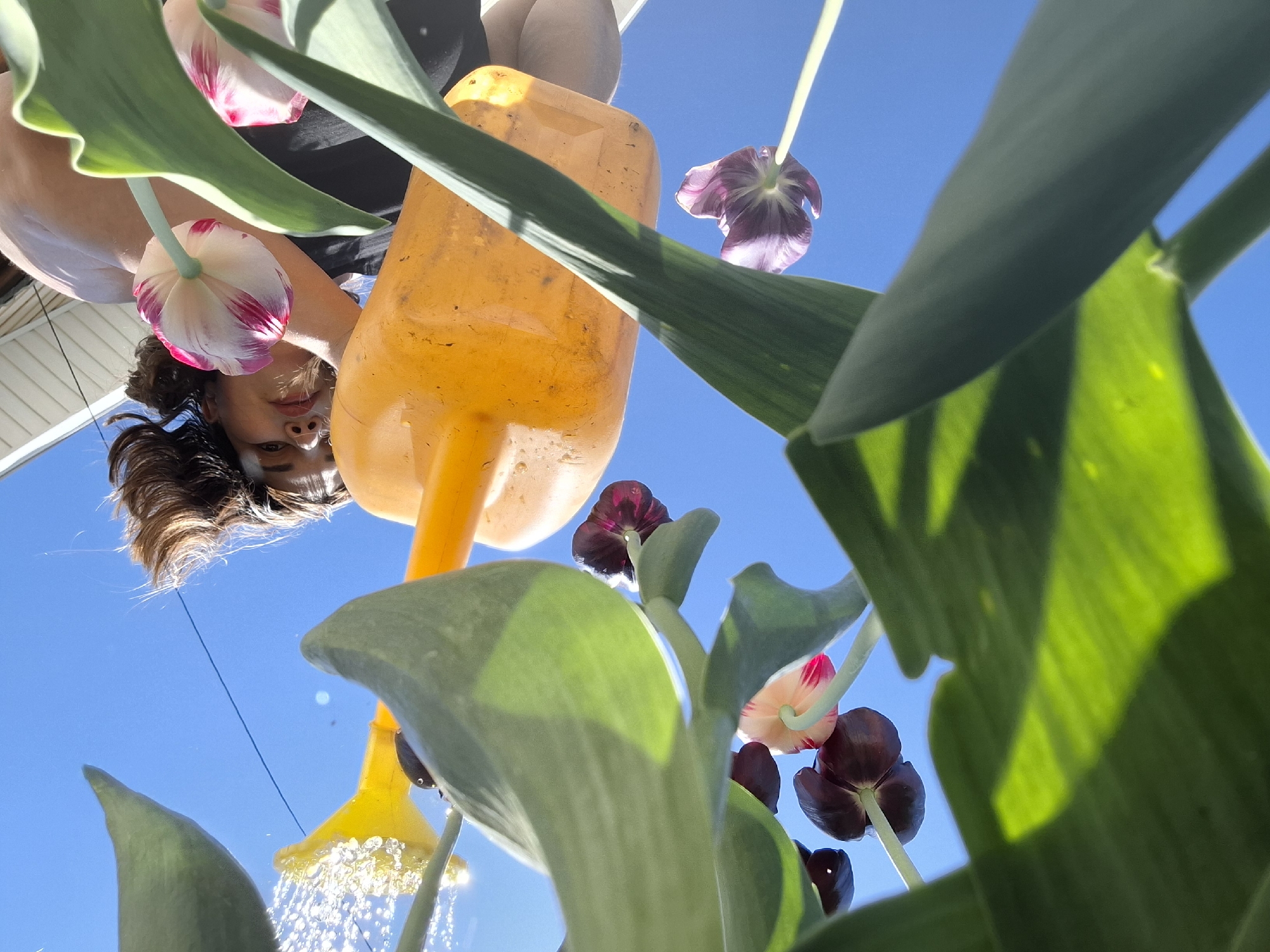 An upside-down, low-angle shot shows a woman watering tulips with a yellow watering can. The clear blue sky is visible behind the woman and the flowers. The woman is wearing a black top and her brown hair is pulled back in a ponytail. The tulips have green stems and leaves, and the flower heads are various shades of purple and white with red stripes. Water is visible coming from the watering can. It is not possible to confirm if this image was taken in the city of Амзя, Russia.