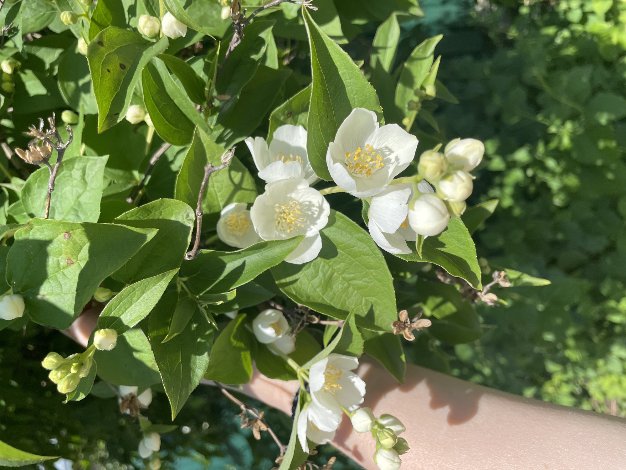 In the city of Турово, Russia, a close-up shot captures a hand gently holding a branch of white jasmine flowers. The flowers are in various stages of bloom, with some fully open showcasing their yellow stamens and others still in bud form. Lush green leaves surround the blossoms, some bearing small brown spots. The background is a soft blur of more greenery, suggesting a garden or natural outdoor setting. The lighting indicates it is daytime, with sunlight casting shadows on the leaves and the person's arm.