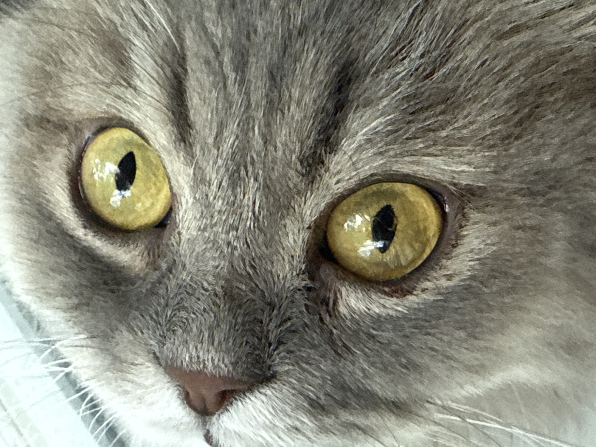 The image is a close-up, low-angle shot of the face of a grey cat, focusing on its eyes. The cat's fur is soft and detailed. The eyes are large and have a bright yellow iris with a vertical black pupil. There is a reflection of what appears to be a light source in each pupil. The cat's nose, a shade of pinkish-brown, is visible in the upper left quadrant of the image. The image does not contain any elements that would allow for the determination of a location in the city of Luhansk, Ukraine, or any urban environment.