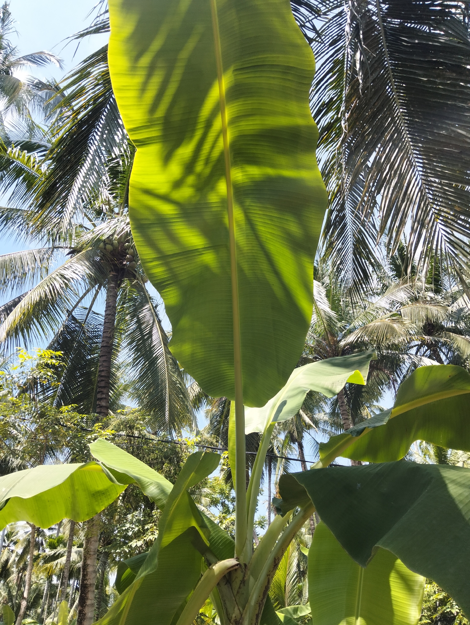 In Pulonga, Indonesia, a close-up view of a large, vibrant green banana leaf dominates the foreground, its ribbed texture and translucent quality highlighted by sunlight filtering through from behind. The leaf's edge curves dramatically, casting soft shadows and creating a sense of depth. Behind this prominent leaf, a lush canopy of palm trees stretches across the frame, their fronds creating a delicate, almost lace-like pattern against a bright blue sky. Some palm trees appear closer, their textured trunks visible, while others are further back, forming a dense, green backdrop. The overall impression is one of tropical abundance and natural beauty, bathed in the warmth of the Indonesian sun.