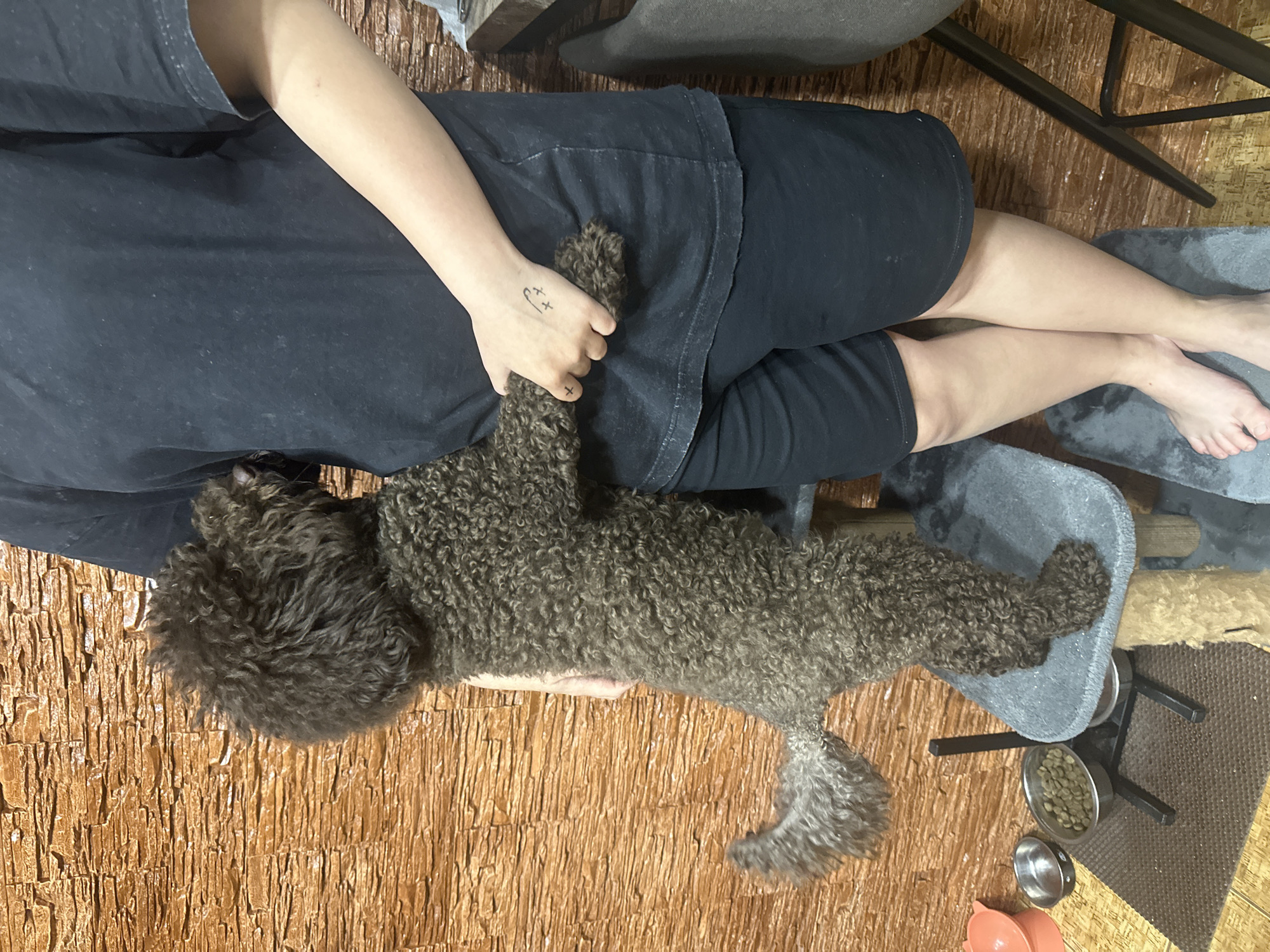 A person wearing a black t-shirt and black shorts is lying down on a wooden floor. Their left arm is extended, and a small, brown, curly-haired dog is lying on top of their legs. The dog's paw is resting on the person's hand. The person has a small tattoo of a smiling face with crossed-out eyes on their hand. The scene appears to be indoors, with some furniture visible in the background, including grey pet beds and a metal frame structure supporting the pet beds and food bowls. The lighting suggests it might be daytime, but no specific time can be determined. The overall mood is relaxed and affectionate. There is no visible text in the image.