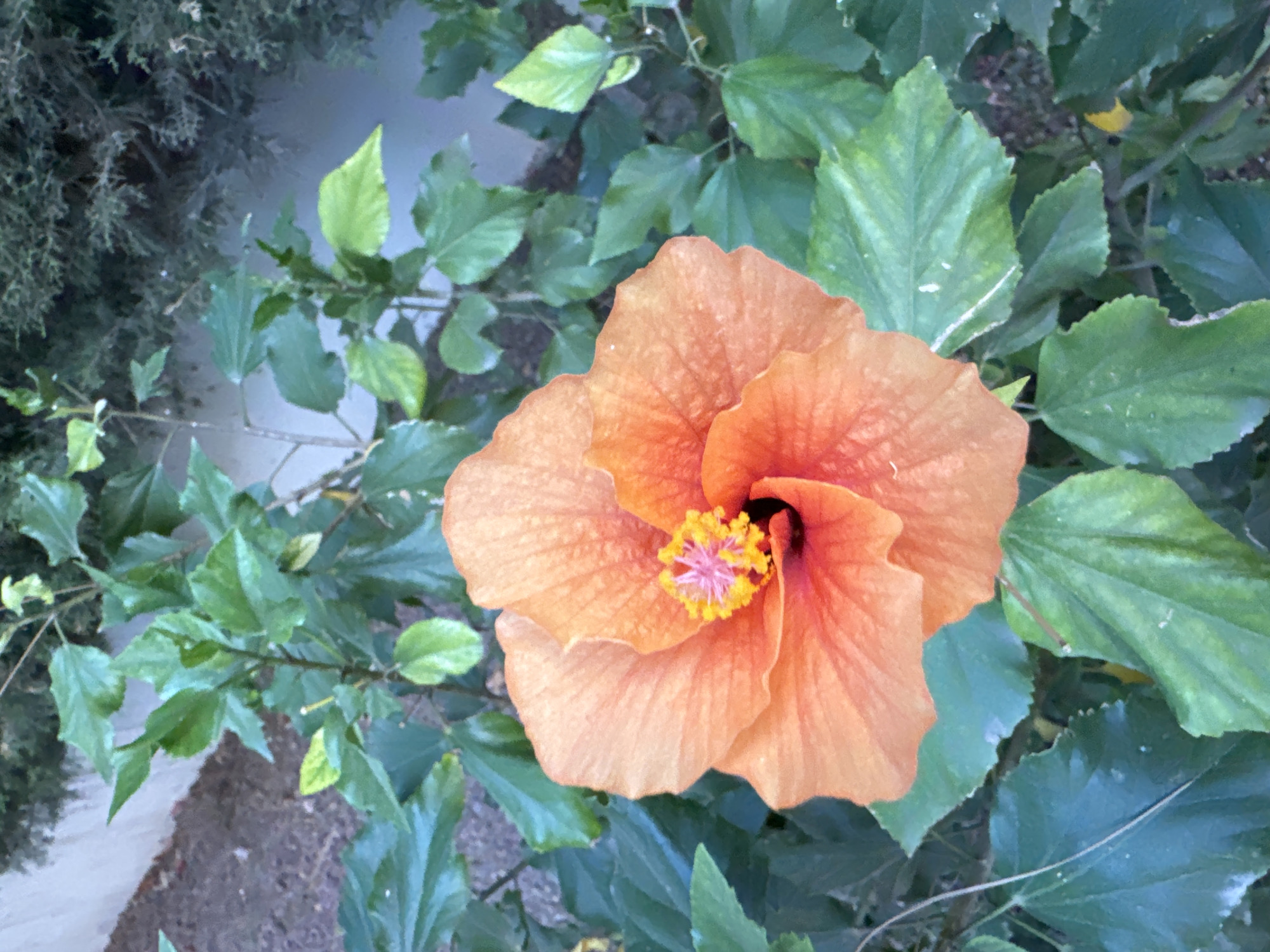 A close-up, eye-level shot shows a vibrant orange hibiscus flower in full bloom, with its petals unfurling outward. The center of the flower displays a bright yellow stamen tipped with pink. The hibiscus is surrounded by lush, green foliage, with some leaves appearing lighter green due to sun exposure. In the background, a light-colored wall and dense green shrubbery are visible, suggesting an outdoor setting like a garden or park. The lighting is natural, casting soft shadows and highlighting the textures of the flower and leaves. The image appears to be taken in a location with temperate weather, possibly in the city of Murcia, Spain, known for its abundant sunshine and diverse plant life.