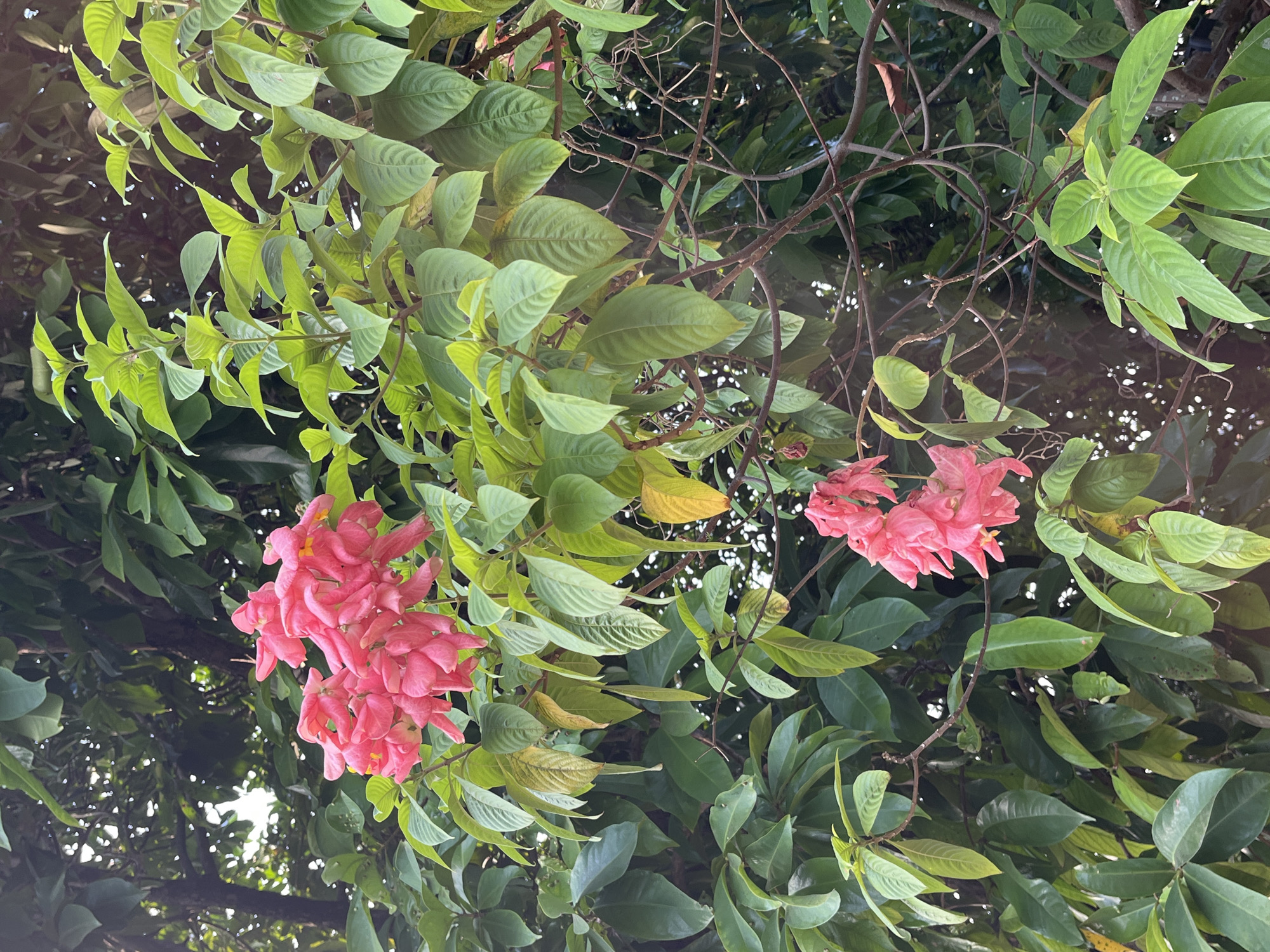 The image shows a cluster of vibrant pink flowers cascading from a tree. The flowers are delicate and appear to be in full bloom, with multiple petals forming a bell-like shape. They are surrounded by lush green foliage, with some leaves showing a slight yellowing, suggesting they might be older or exposed to more sunlight. The background is a dense canopy of leaves, indicating an outdoor setting, possibly a garden or a natural landscape. The lighting suggests it is daytime, with sunlight filtering through the leaves. The specific location in Karangkebagusan, Indonesia, is not visually evident from the image alone; it is provided as contextual information. There are no people or animals visible in the frame.