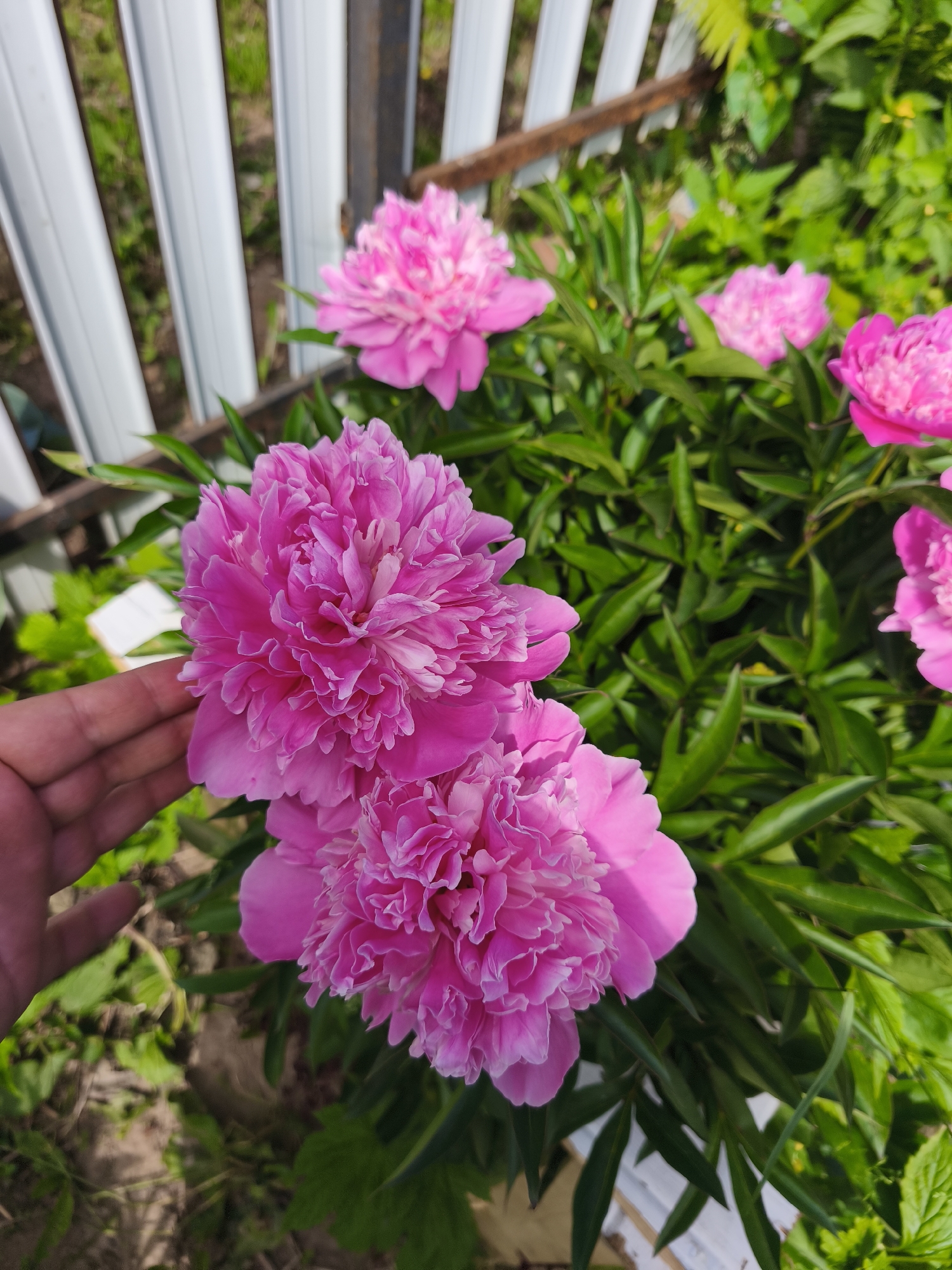 A hand is gently touching two blooming pink peonies in a garden. The peonies are large and have many ruffled petals. The background shows more pink peonies, lush green foliage, and a white fence with vertical slats. The scene appears to be outdoors on a sunny day, likely in a residential area. The location is Puchezh, Russia.