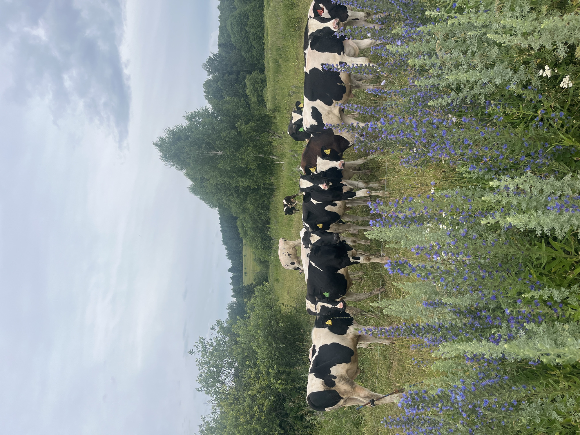 In a field located in the vicinity of Уральское, Russia, a herd of black and white Holstein cows grazes under an overcast sky. The cows are positioned in the middle ground of the image, with several of them facing the viewer directly. They are predominantly black and white in coloration, with some featuring tags on their ears. In the background, a light-colored cow is visible further in the field, and beyond that, a dense line of trees forms the horizon. The foreground is dominated by a cluster of tall, vibrant blue wildflowers and green foliage, with a wire fence running horizontally through the lower portion of the frame, partially obscured by the plants. The overall environment appears to be rural and agricultural.