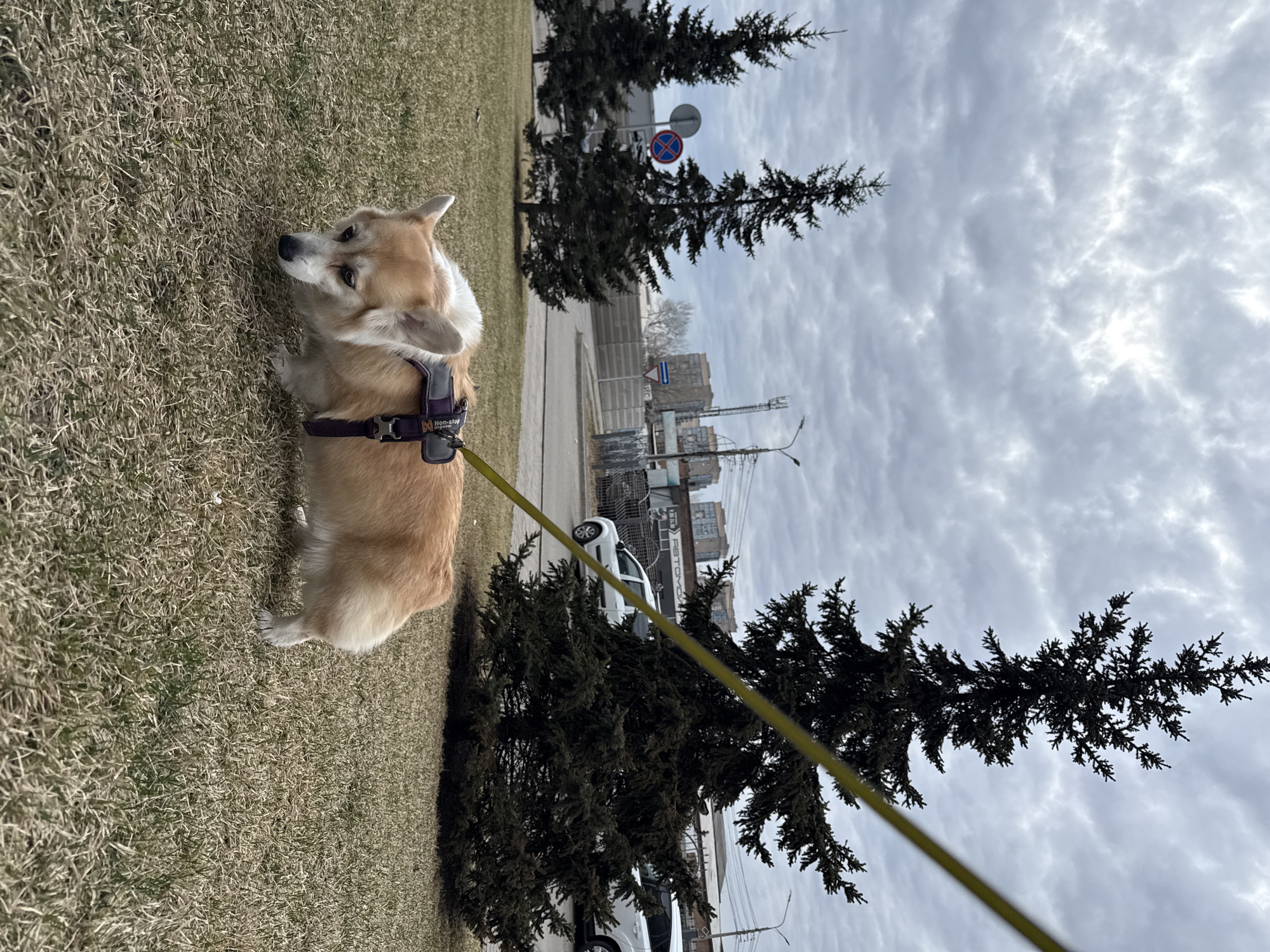 A medium, slightly rotated, outdoor shot depicts a corgi dog on a leash in the city of Krasnoyarsk, Russia. The dog, wearing a purple harness, is positioned on a patch of dry, brown grass, gazing to the left of the frame. In the background are two small evergreen trees, with a street and buildings visible beyond them. Cars are parked along the side of the street. The sky is overcast, covered with a thick layer of clouds. The color palette is dominated by browns, greens, and grays.