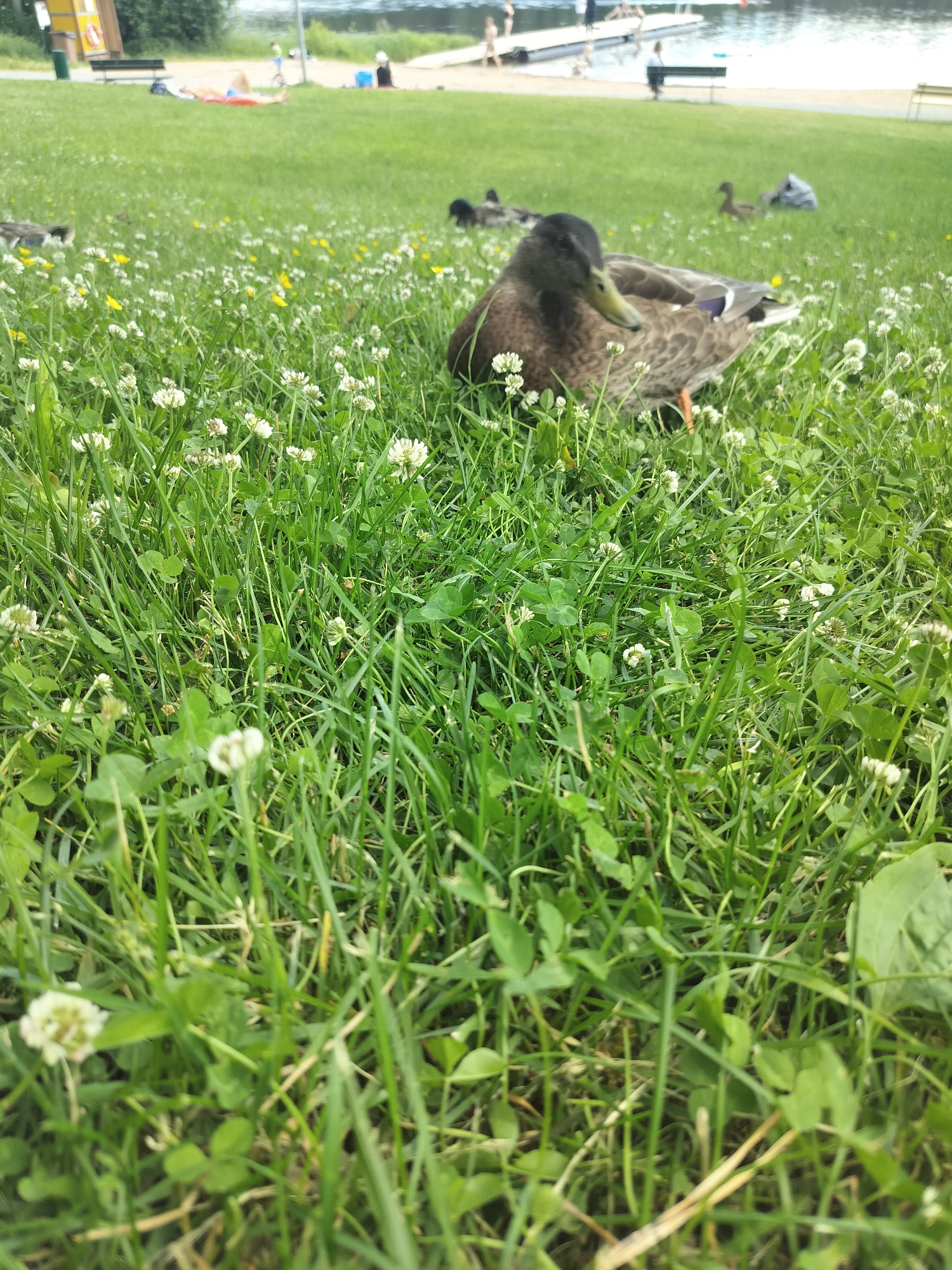 A low-angle, close-up shot of a mallard duck is centered in the foreground, sitting in lush green grass dotted with white clover flowers. The duck, facing left, has dark brown and grey speckled plumage and a glossy black head. In the background, a body of water is visible with a wooden dock and several indistinct figures of people. The overall scene is a park setting with a grassy area leading to a waterfront.