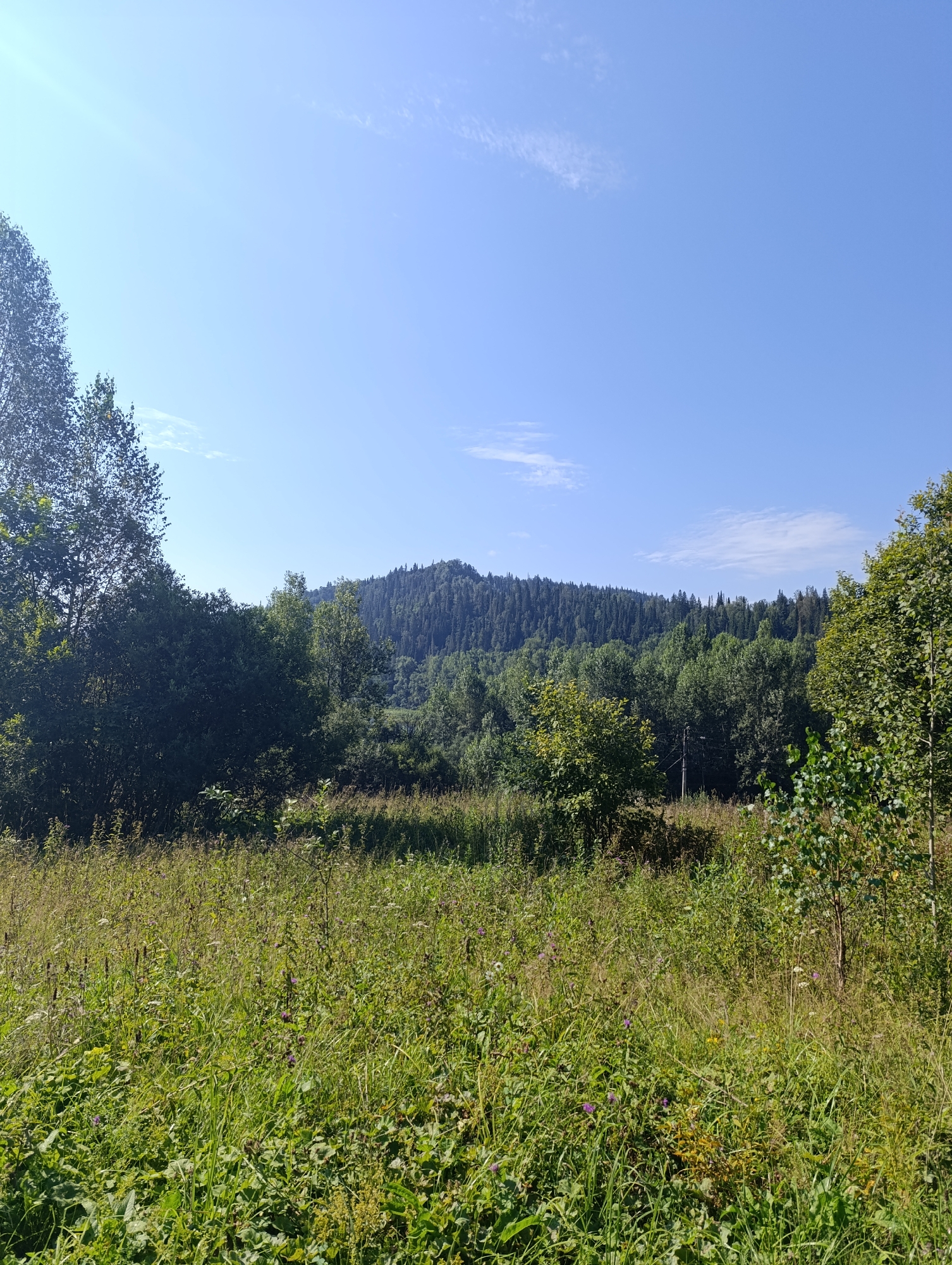 A high-angle outdoor shot shows a wide, grassy field in the foreground, with a dense forest and a distant, tree-covered hill in the background. The sky is a clear, bright blue with a few wispy clouds and a lens flare from the sun in the upper left corner. The field is covered in tall green grass and various wildflowers. The forest is made up of a mix of deciduous and evergreen trees, with the hill appearing to be covered in evergreen trees. There is a single utility pole visible in the distance, near the edge of the forest. The scene is well-lit, indicating it is daytime.