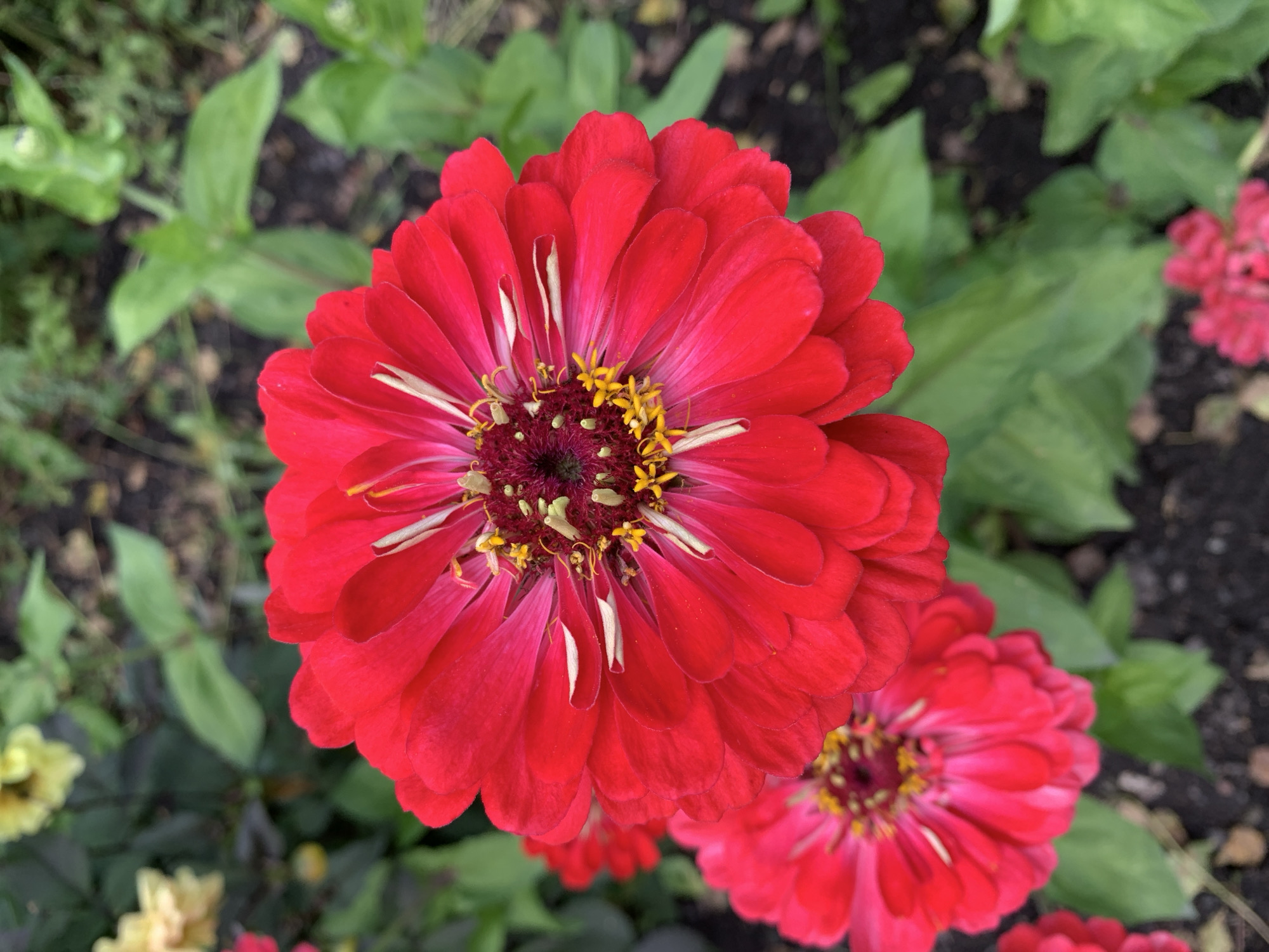 A close-up, eye-level shot captures two vibrant red zinnia flowers in full bloom. The larger, foreground flower is a deep, rich red with many layered petals radiating outward. Its center is a complex arrangement of dark burgundy florets and bright yellow pollen-dusted stamens. A second, slightly smaller red zinnia is visible in the lower left of the frame, also displaying multiple layers of petals and a similar central structure. The background is a soft blur of green foliage, suggesting a garden or park setting. The overall impression is one of natural beauty and vivid color. There are no people, animals, or man-made objects other than the flowers themselves. The image does not provide any specific details that would allow for identification of the location as Novostroika, Russia, or any other specific city.